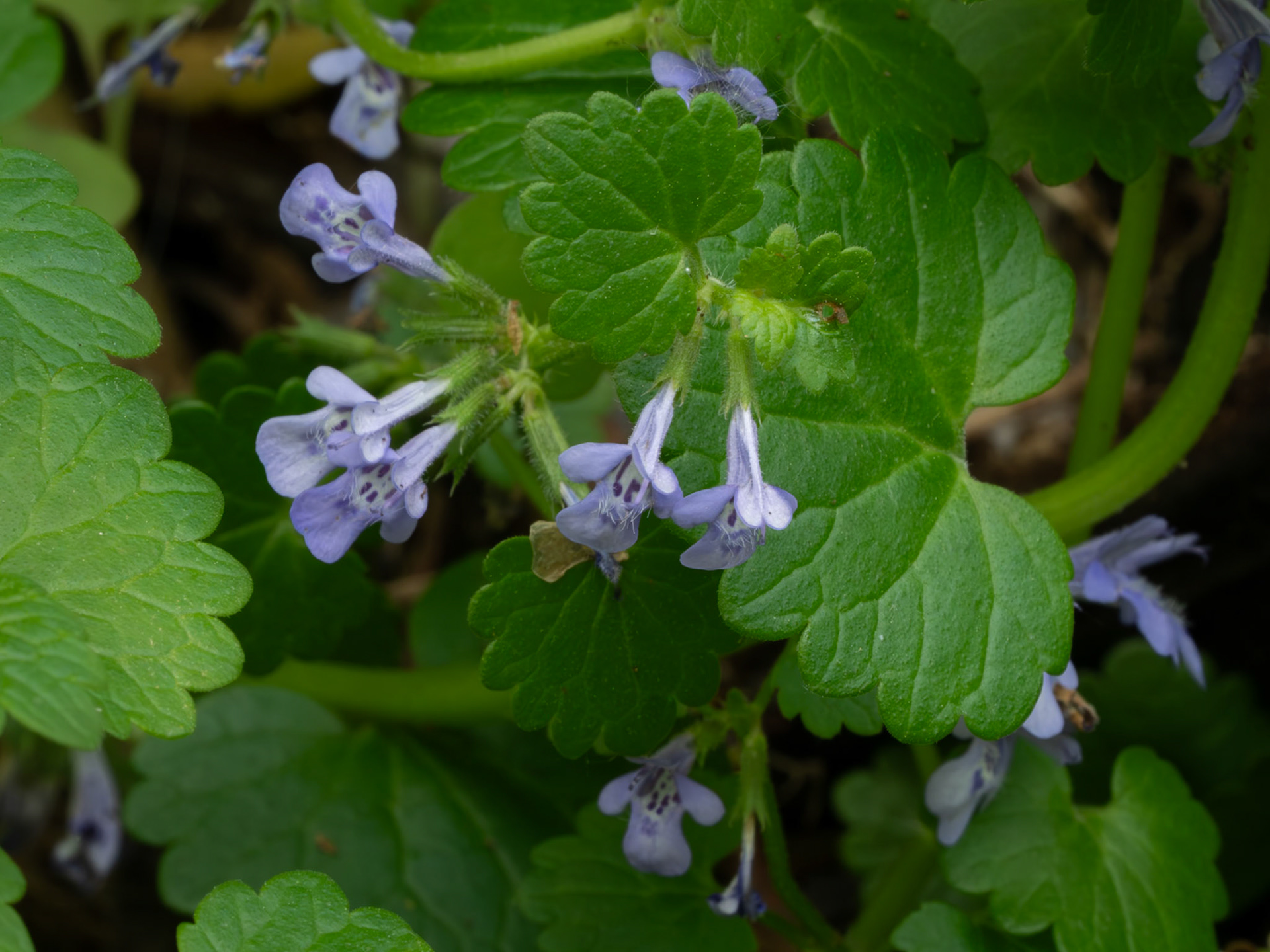 Ground ivy