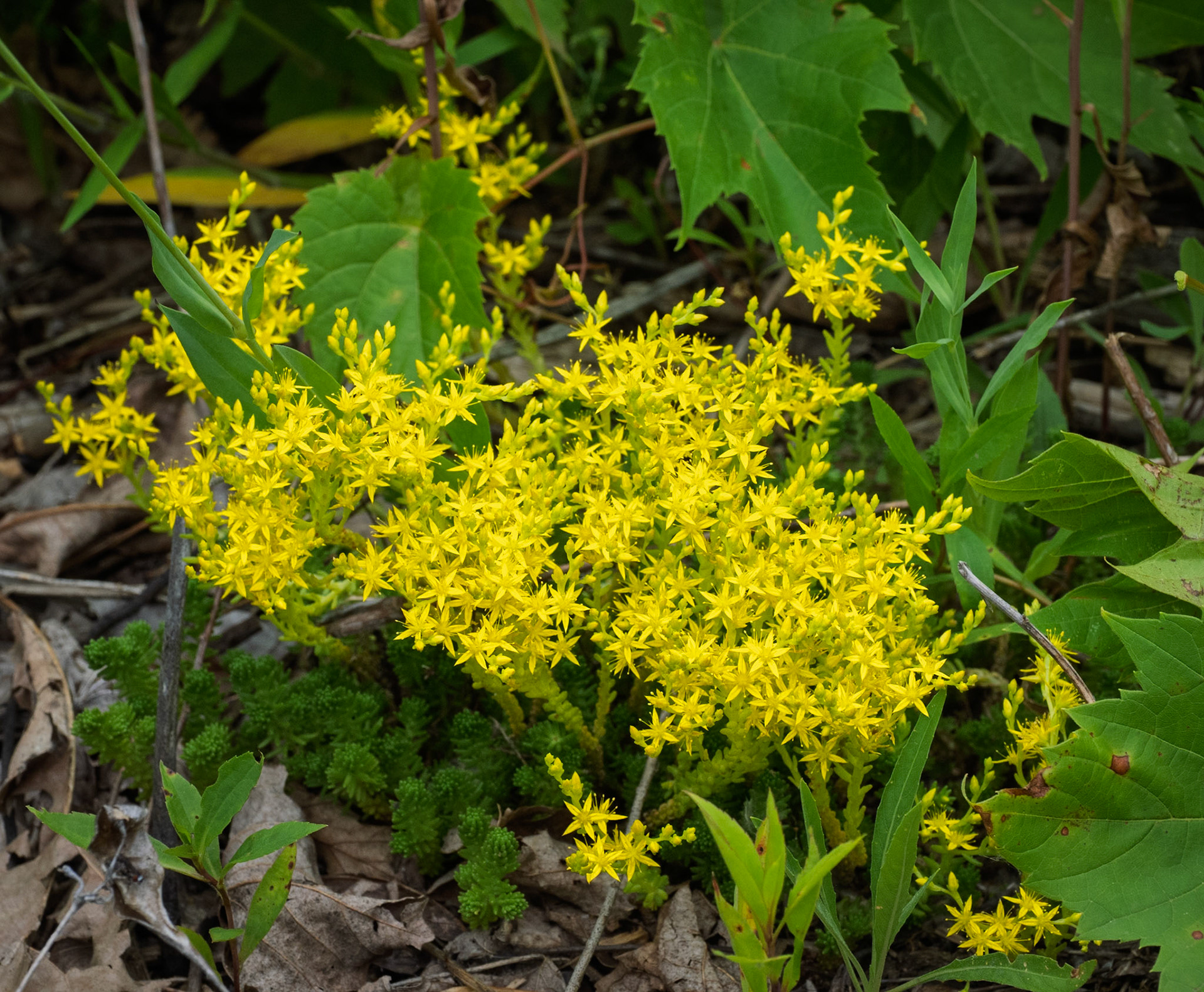 Stonecrop