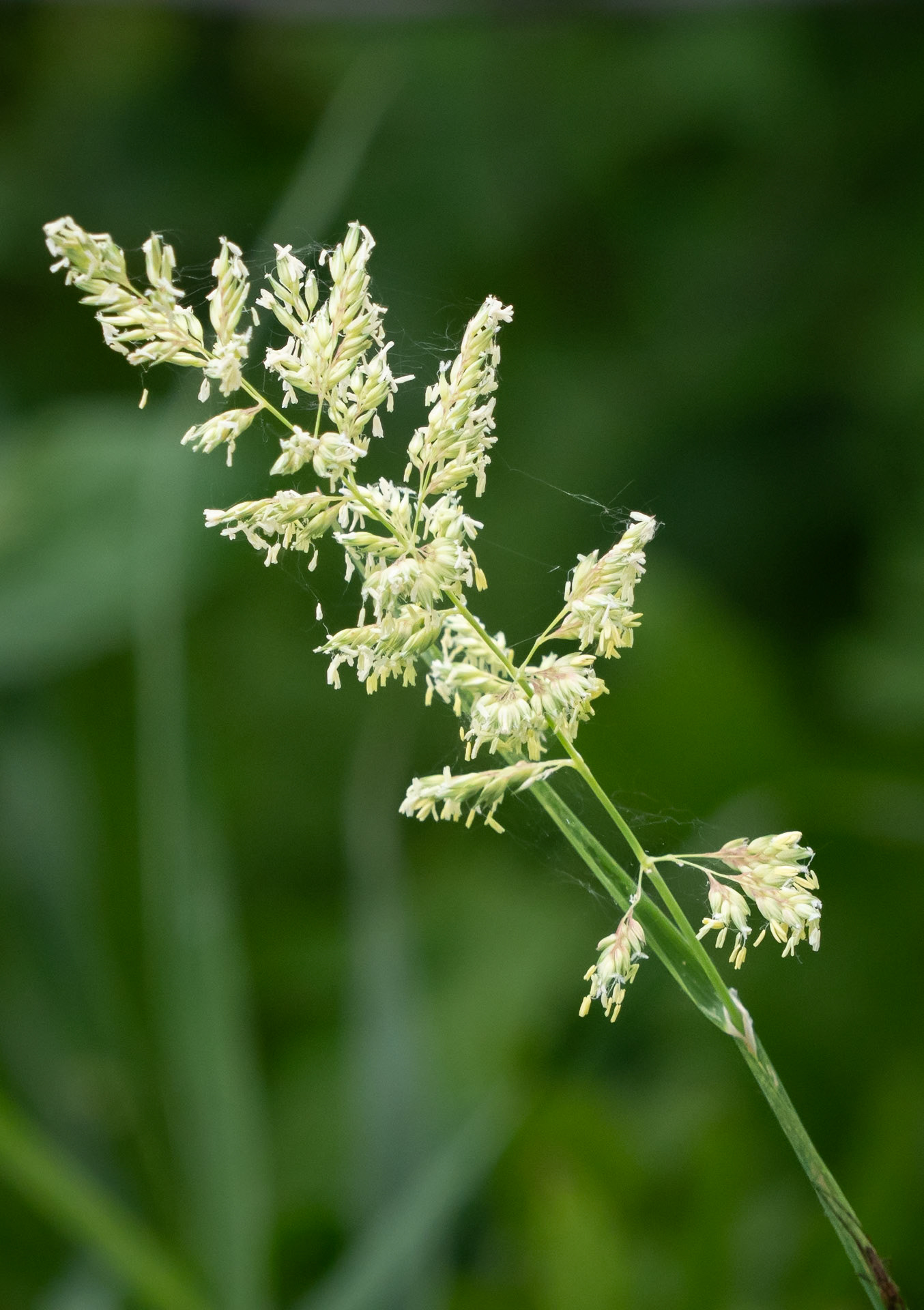 grass