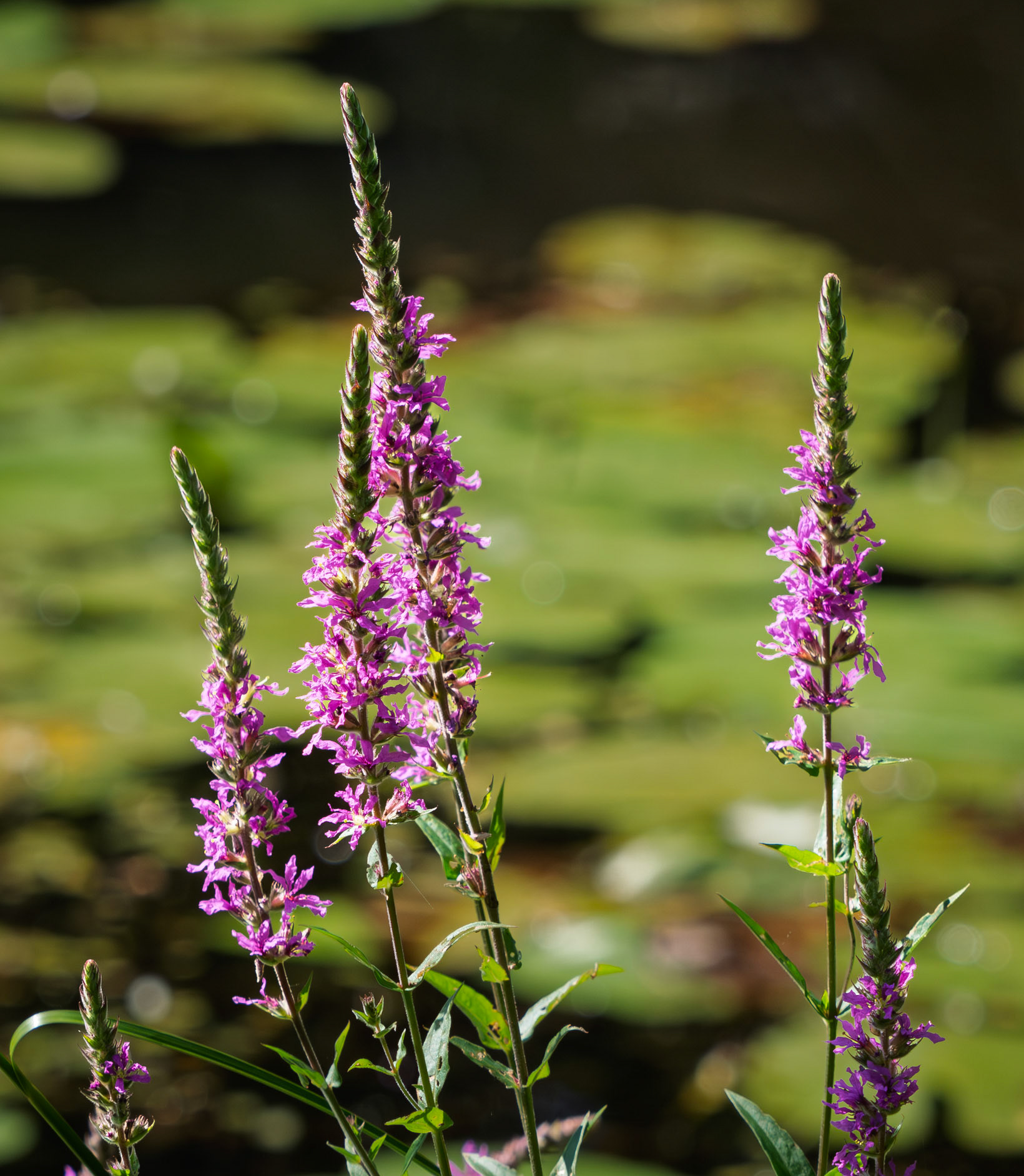 Purple loosestrife