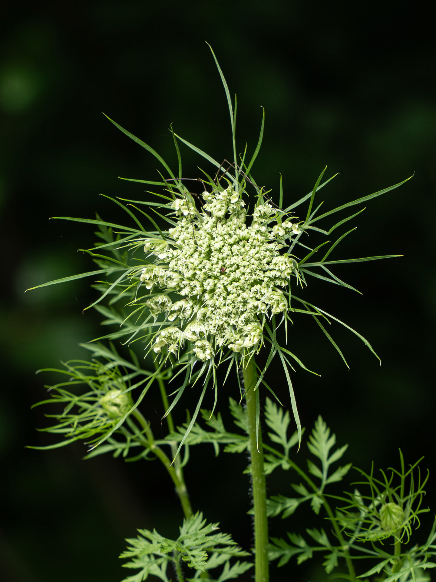 Queen Anne's Lace