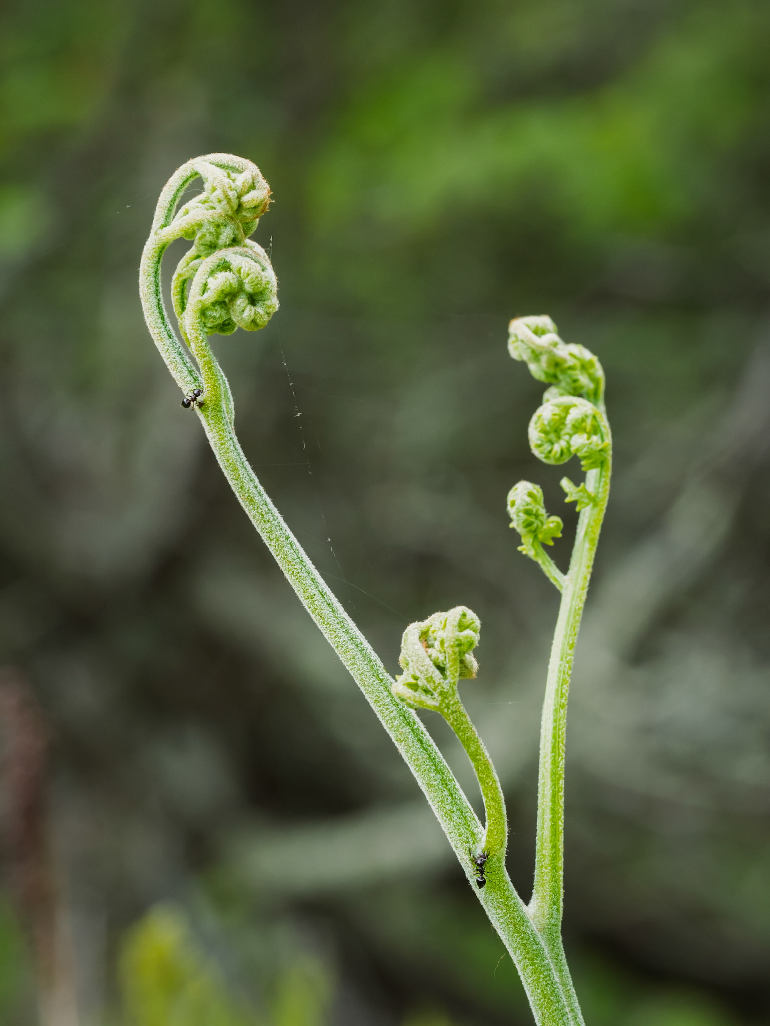 northern braken fern