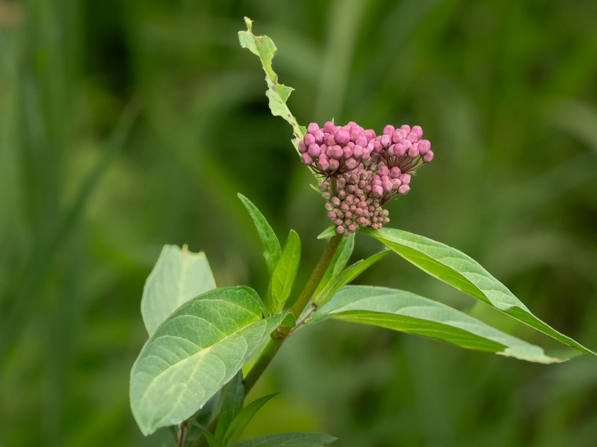 Joe Pye weed
