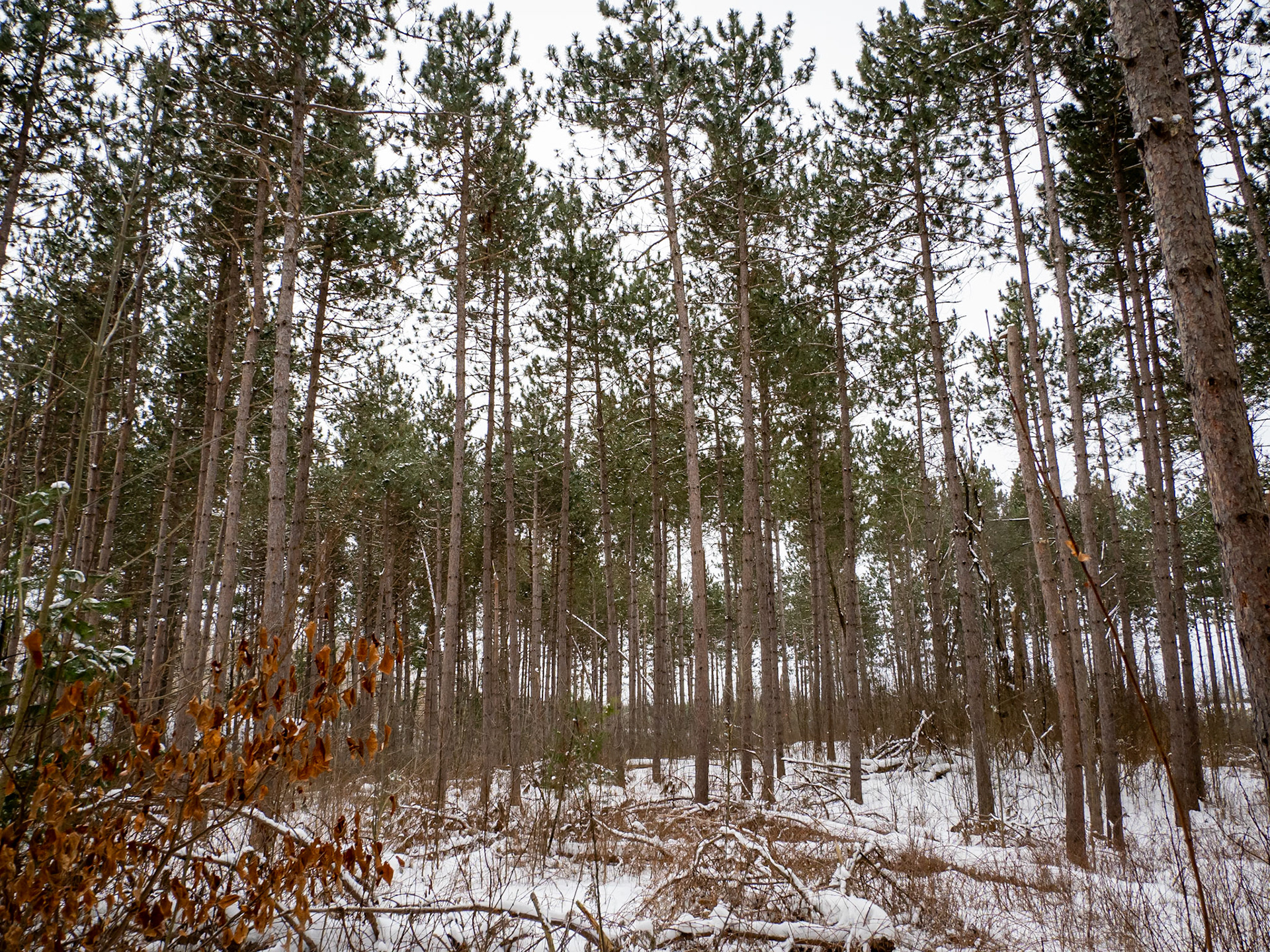 Pine (planted)