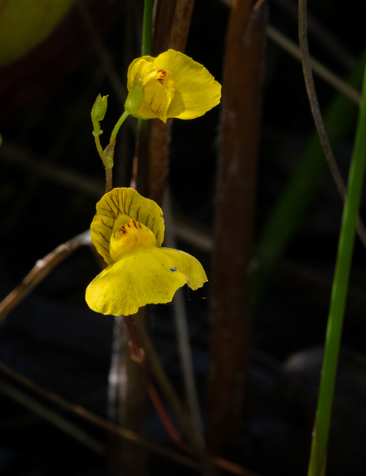 Bladderwort