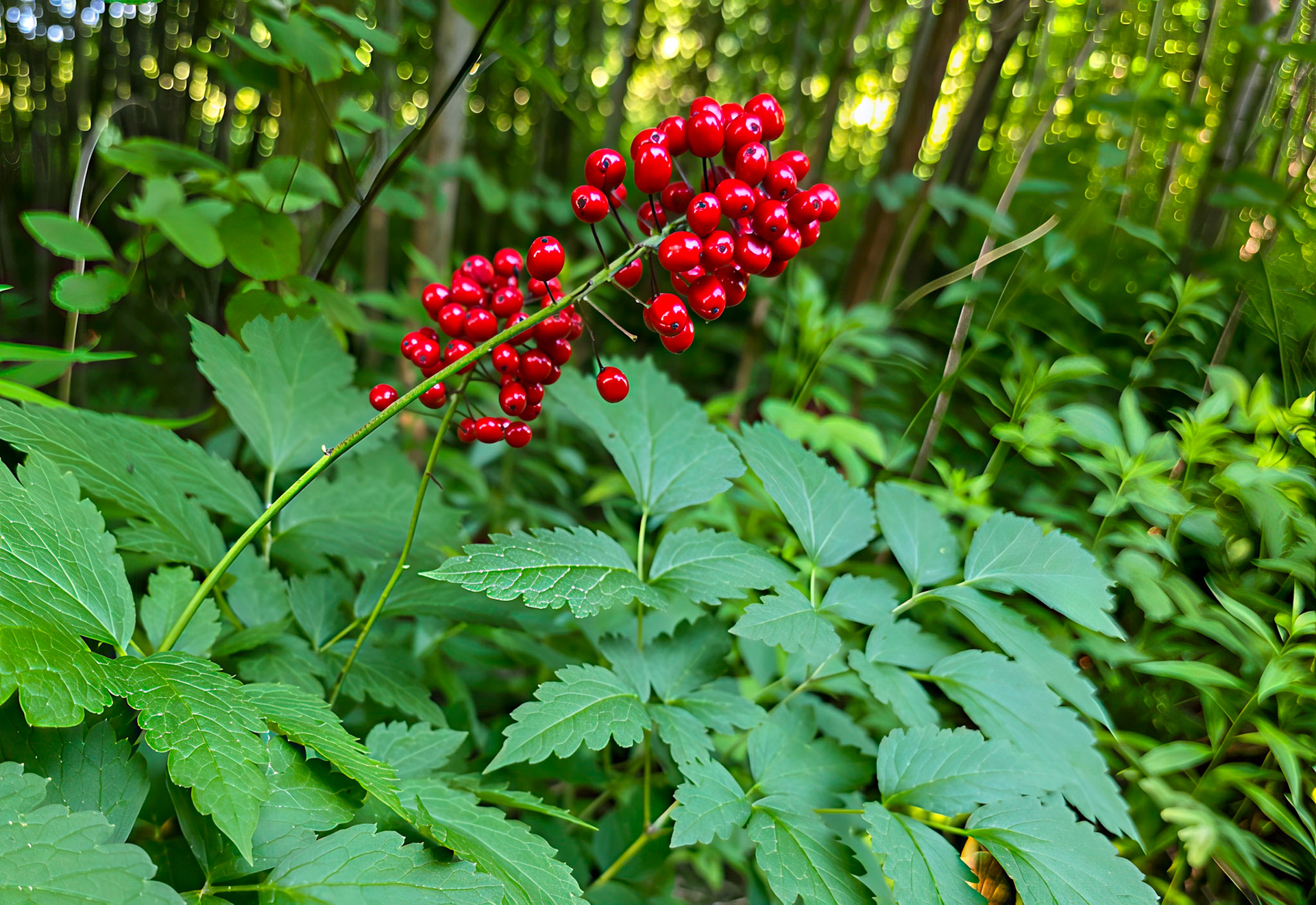 Red baneberry