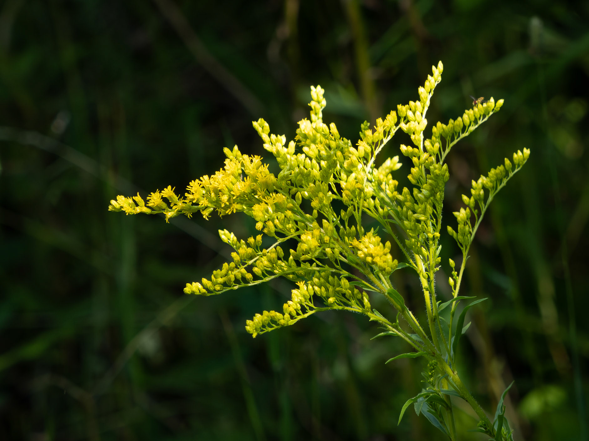 Golden rod