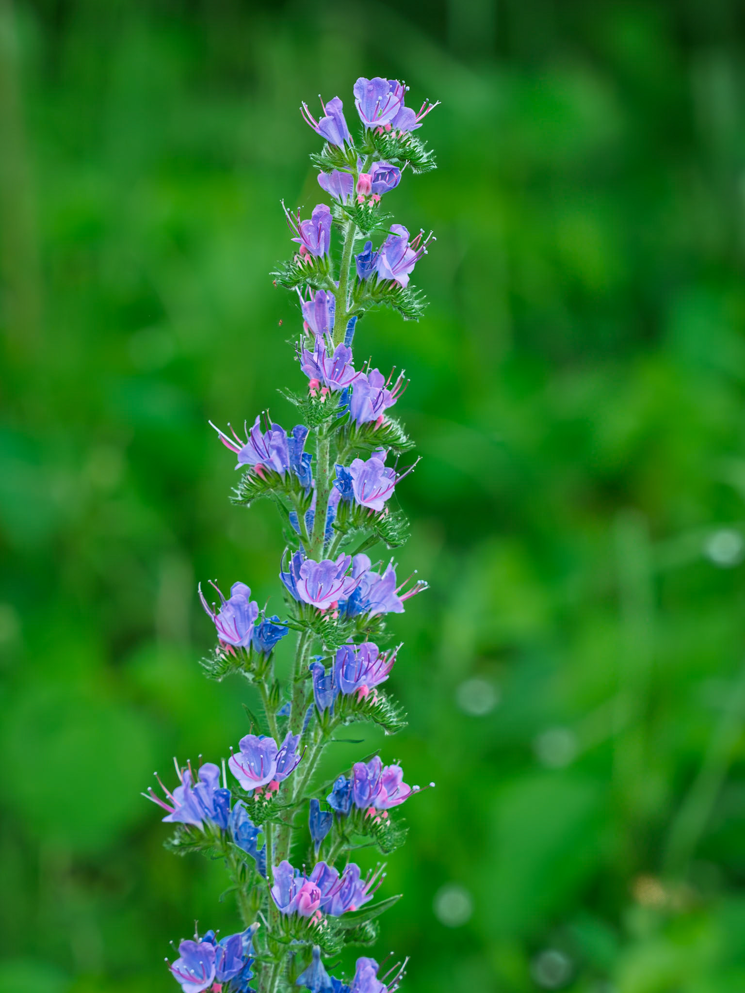viper's bugloss