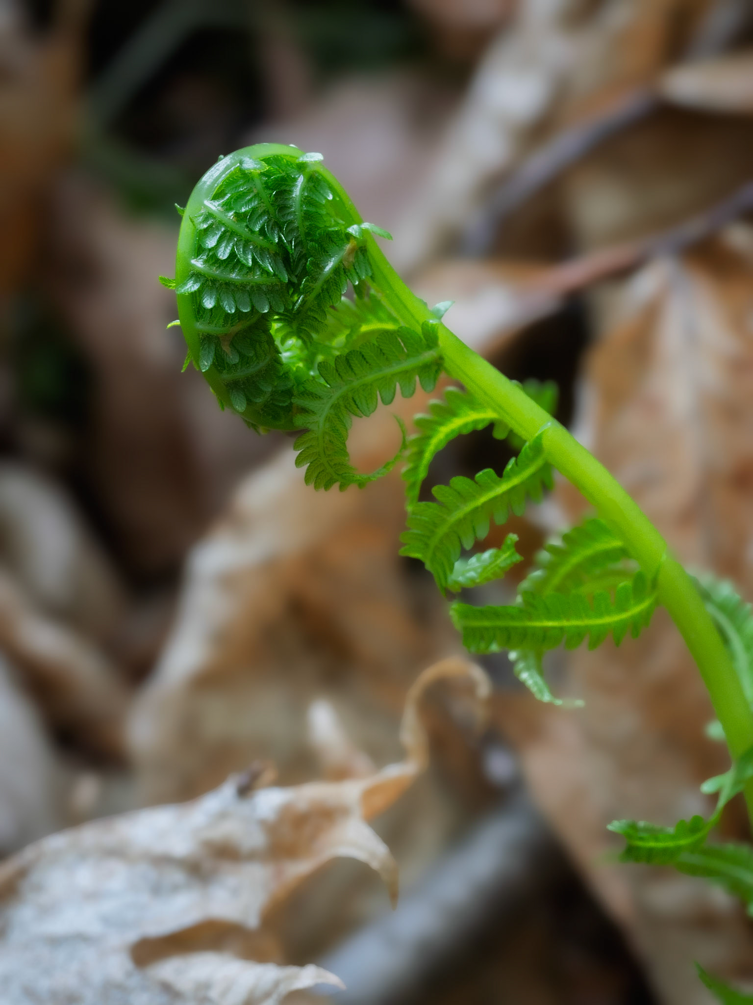 ostrich fern