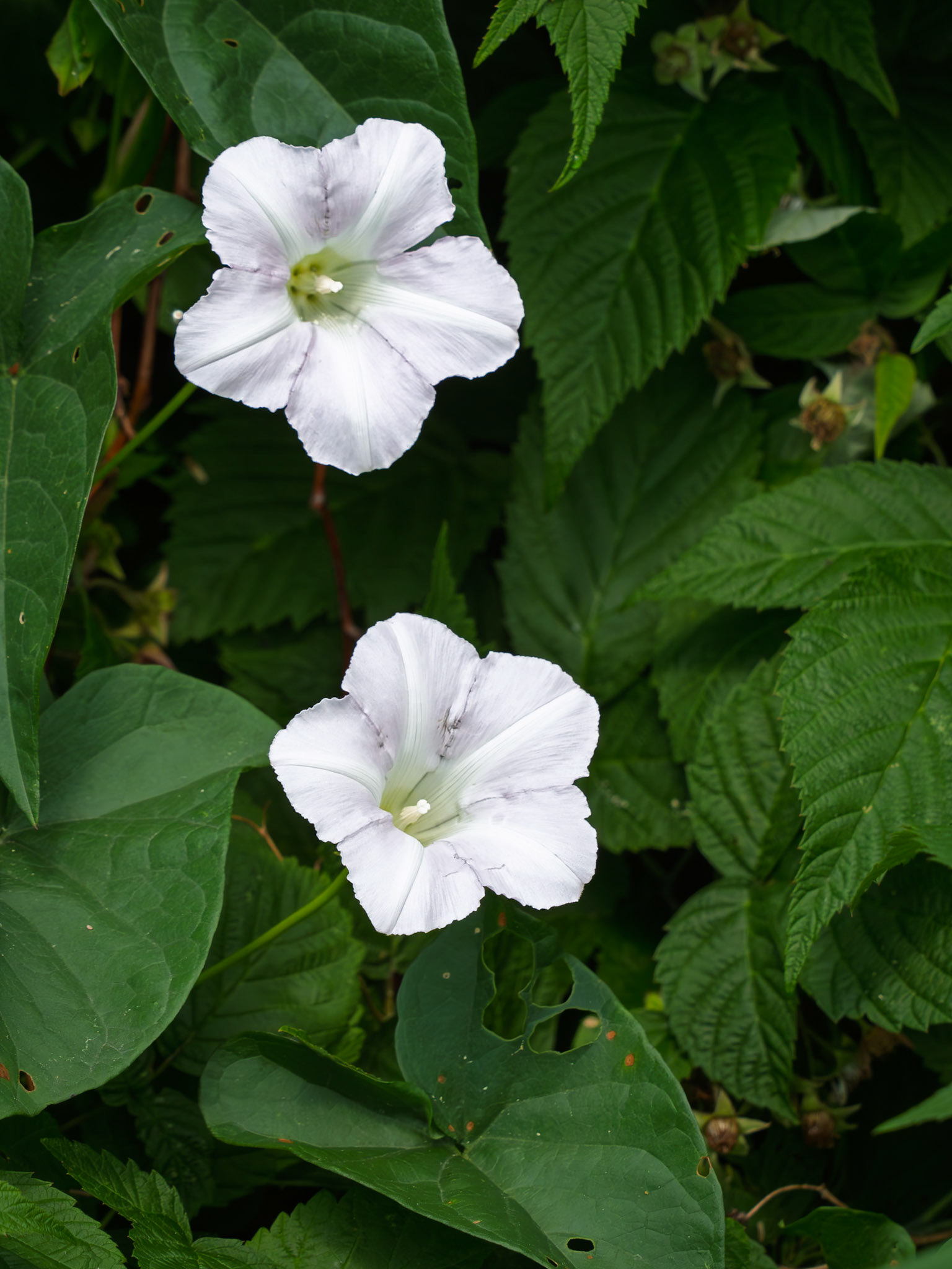 Morning glory/bindweed