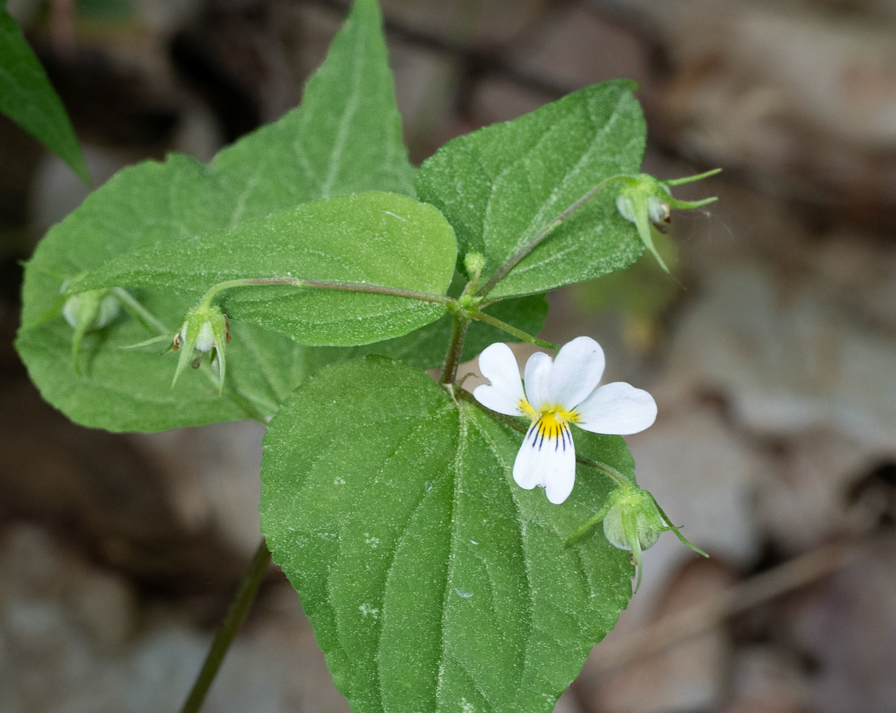 White violet