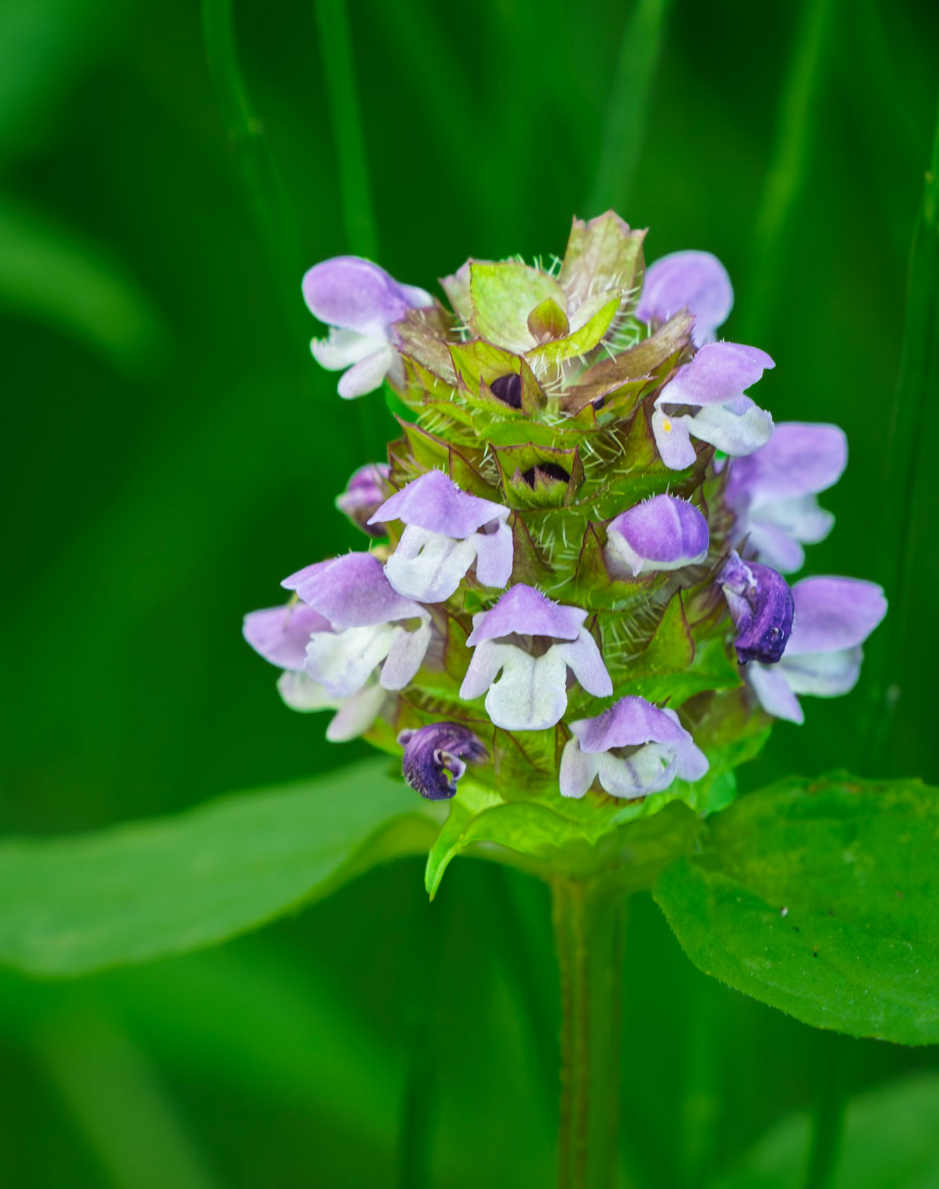 healall/selfheal