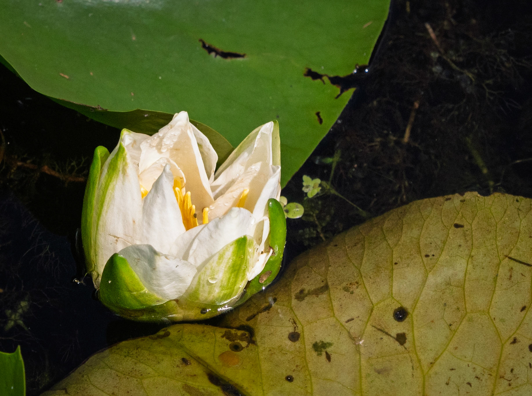 white waterlily
