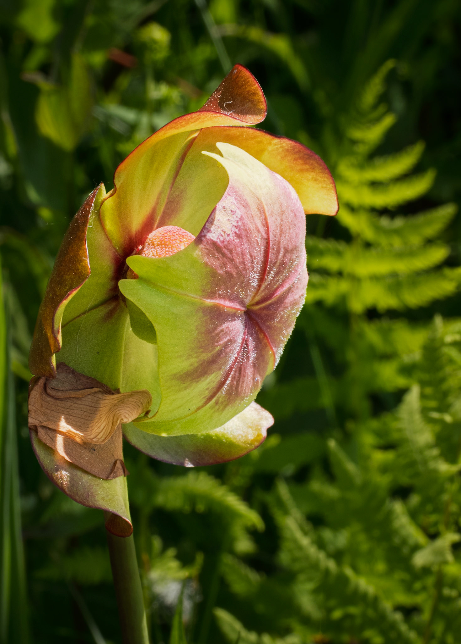 Pitcher plant