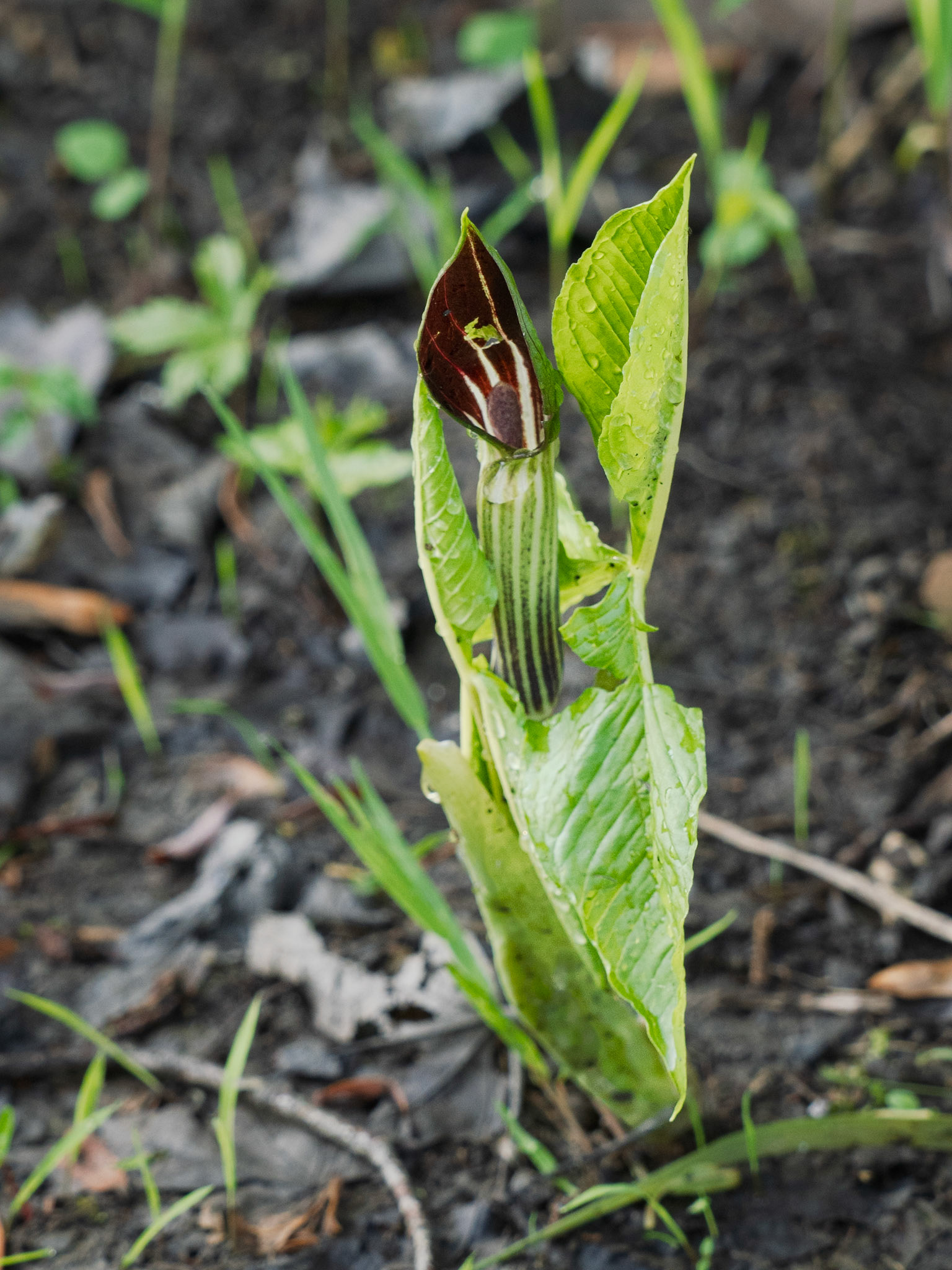 Jack-in-the-pulpit