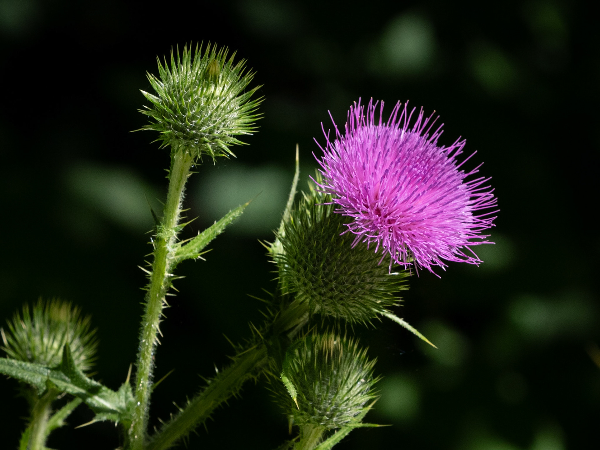 Spear Thistle