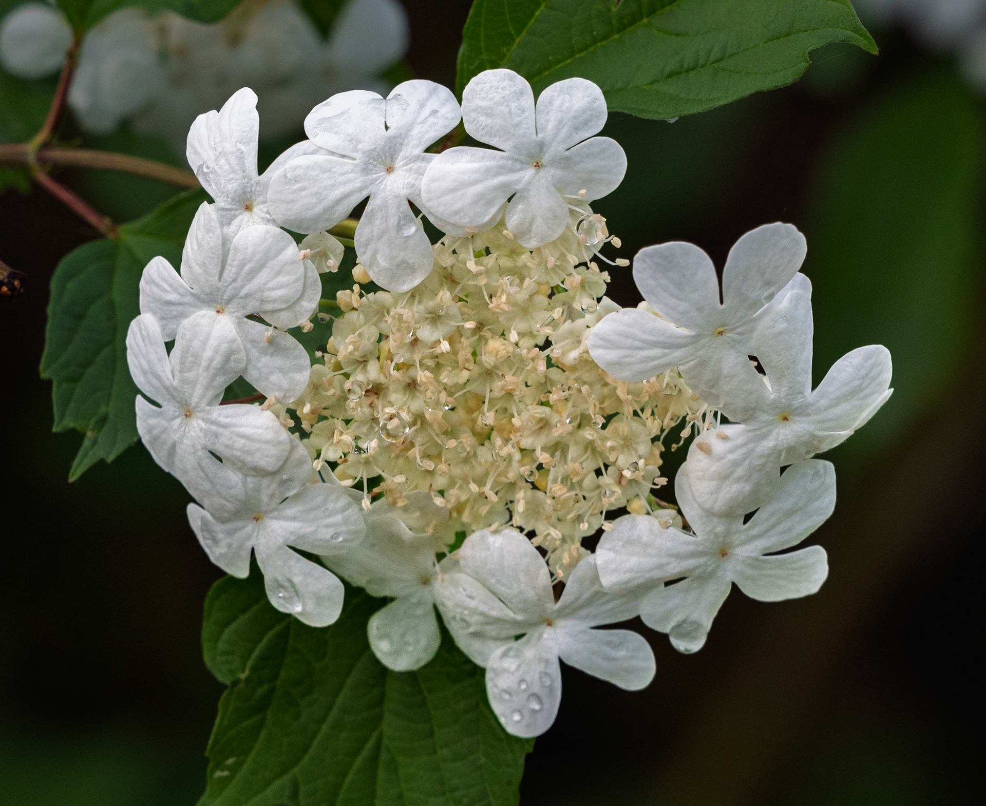 Highbush cranberry