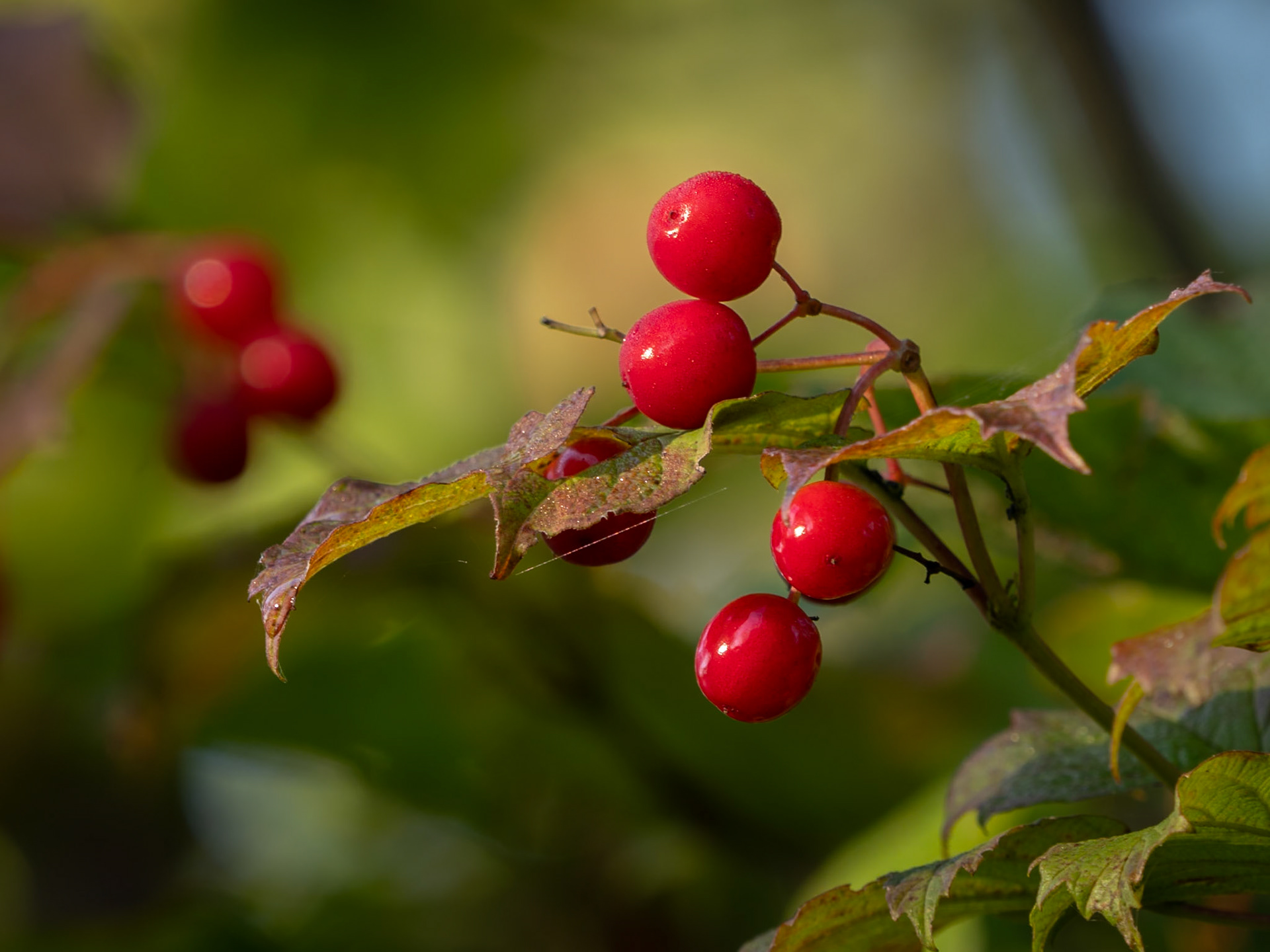 Highbush cranberry