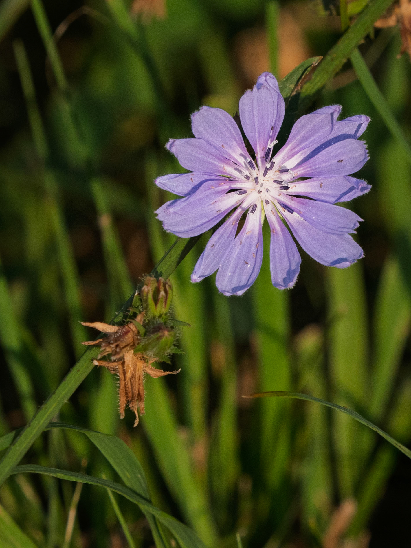 Chicory