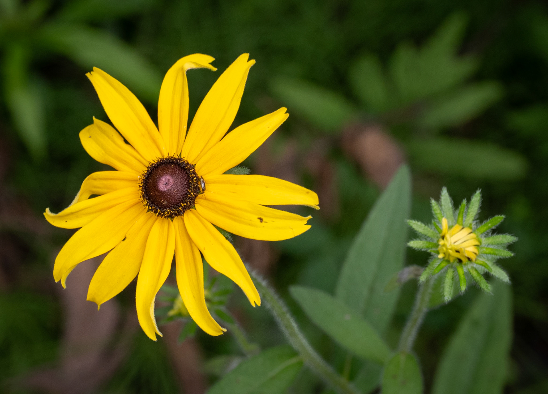 Brown-eyed susan