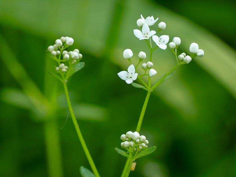 Common marsh bedstraw