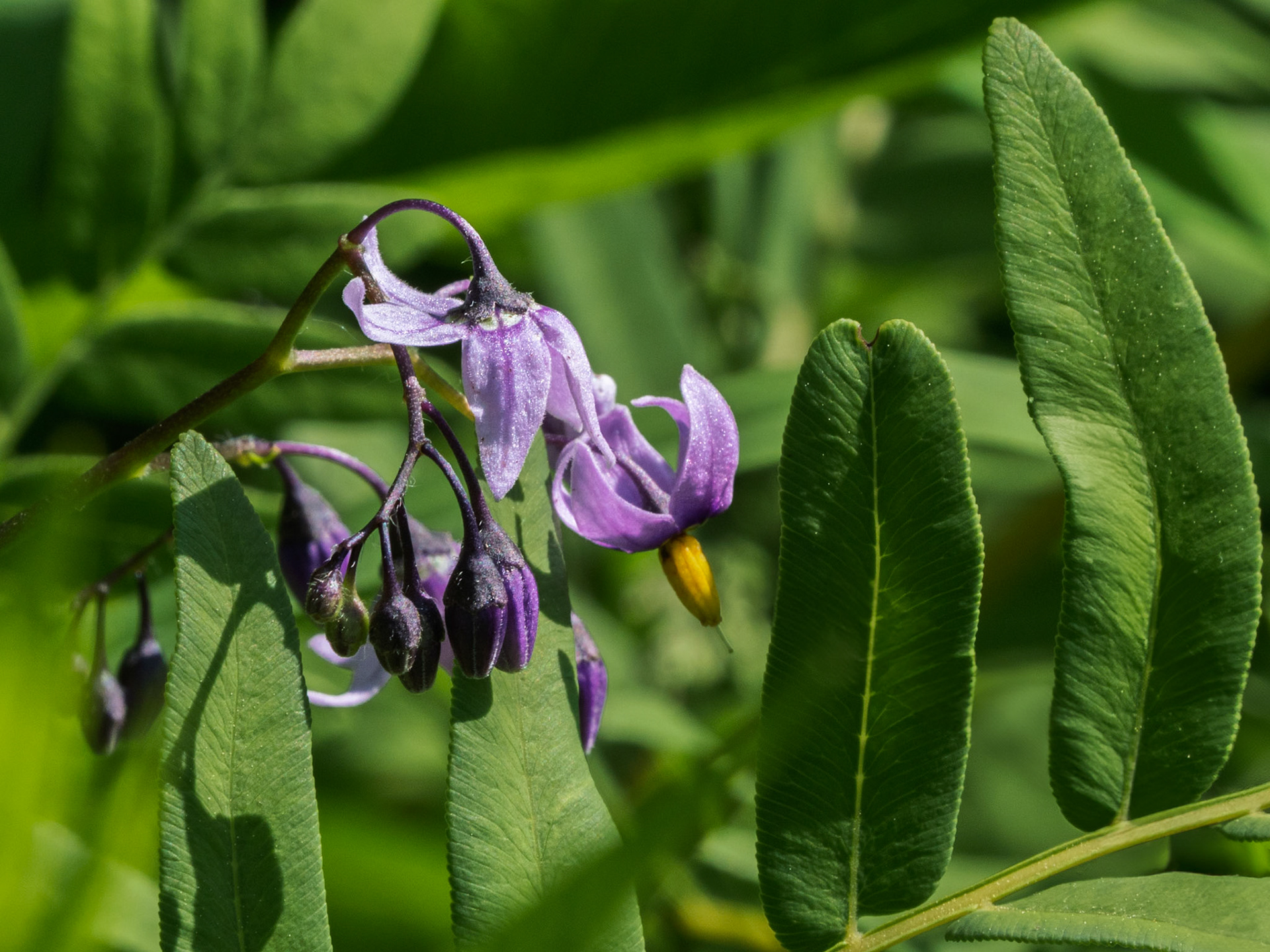 Deadly nightshade