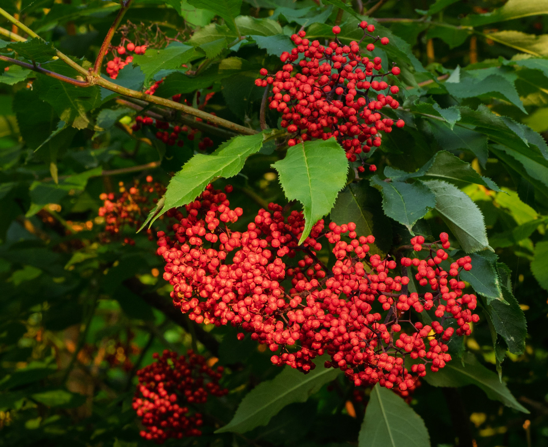 elderberry