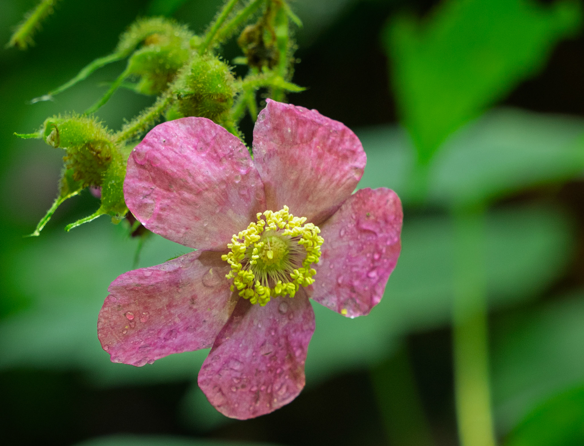 wild rose