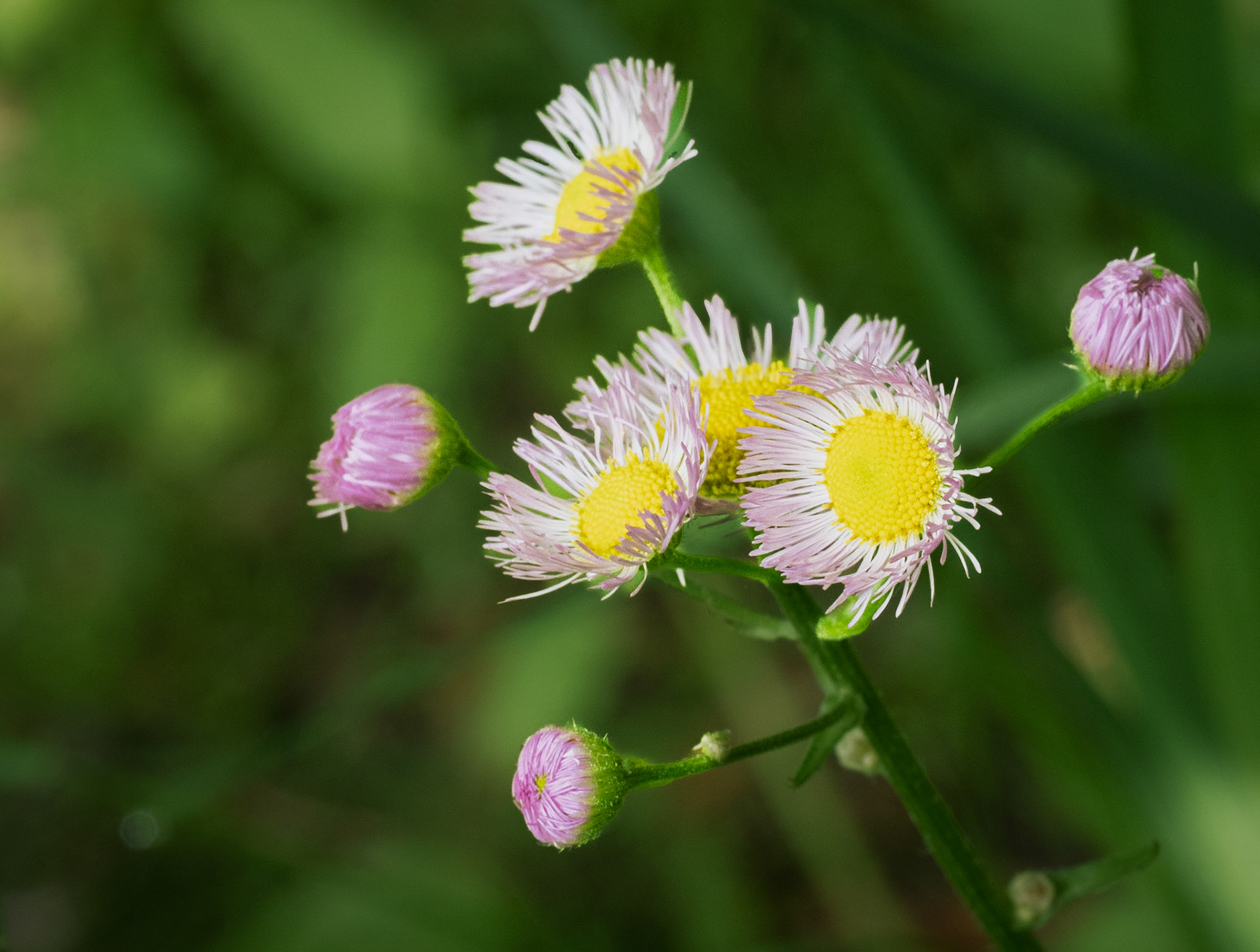 Fleabane