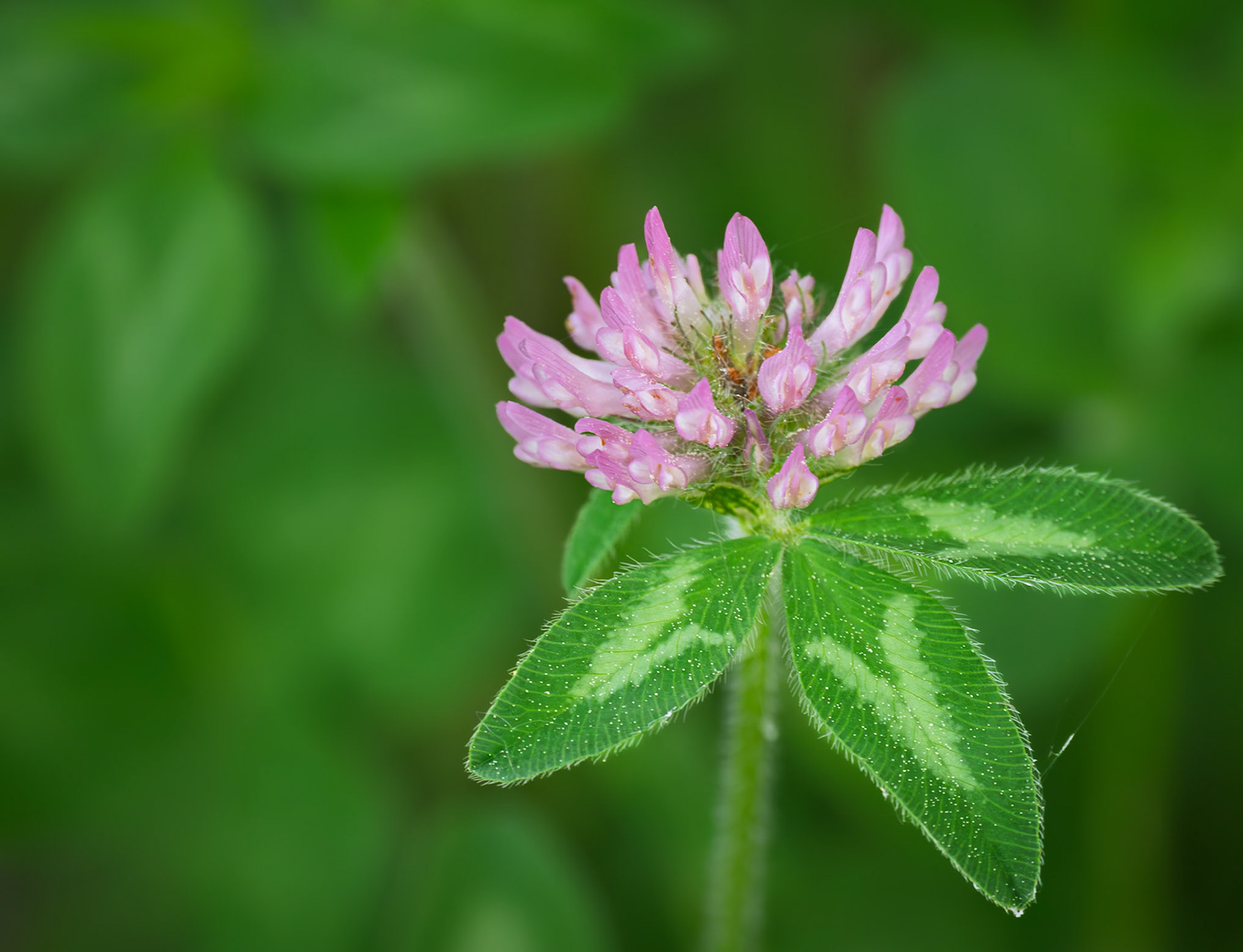 Red clover