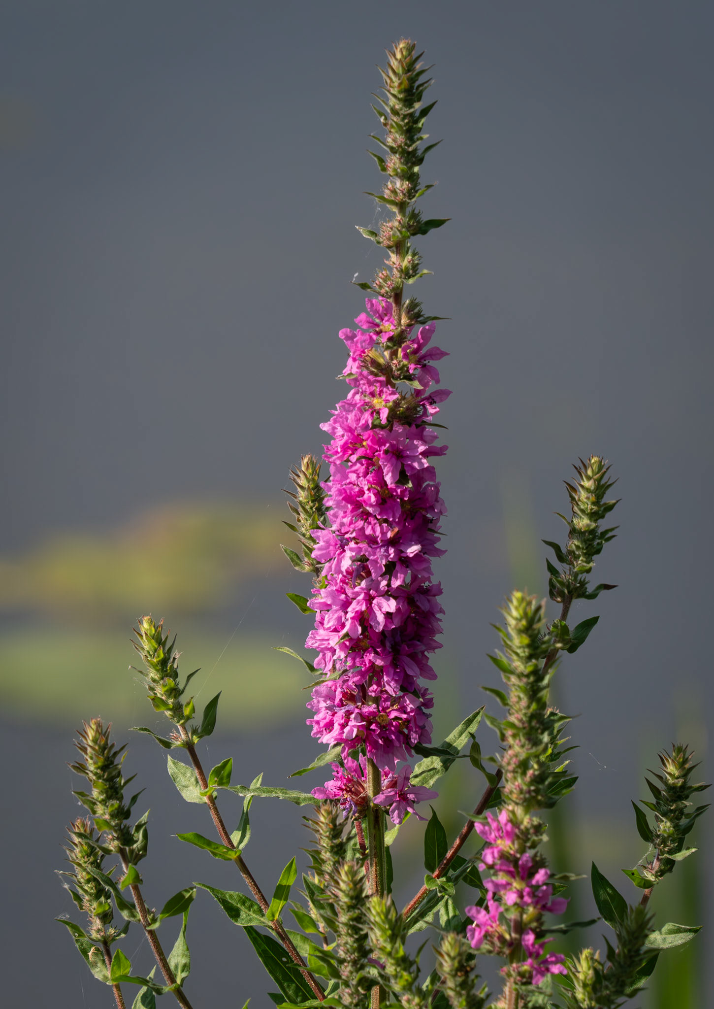 purple loosestrife