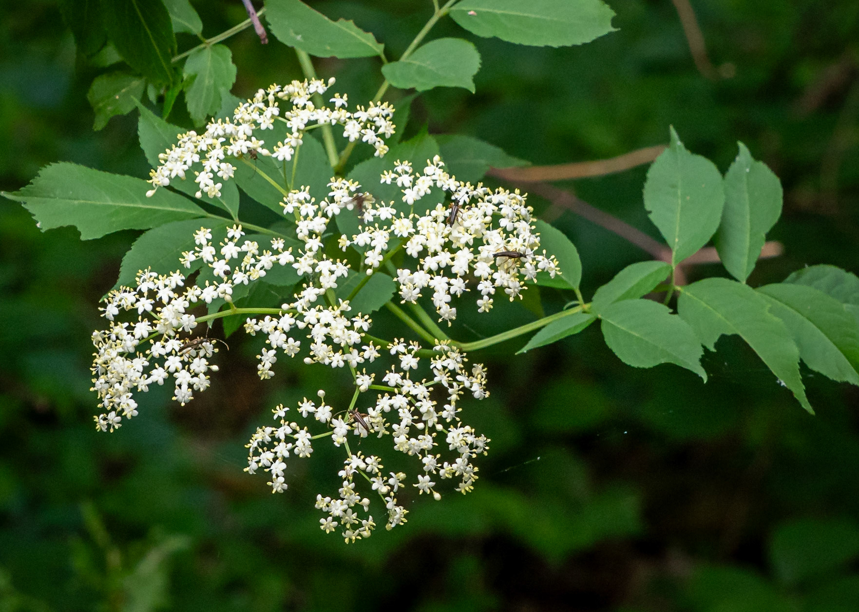elderberry