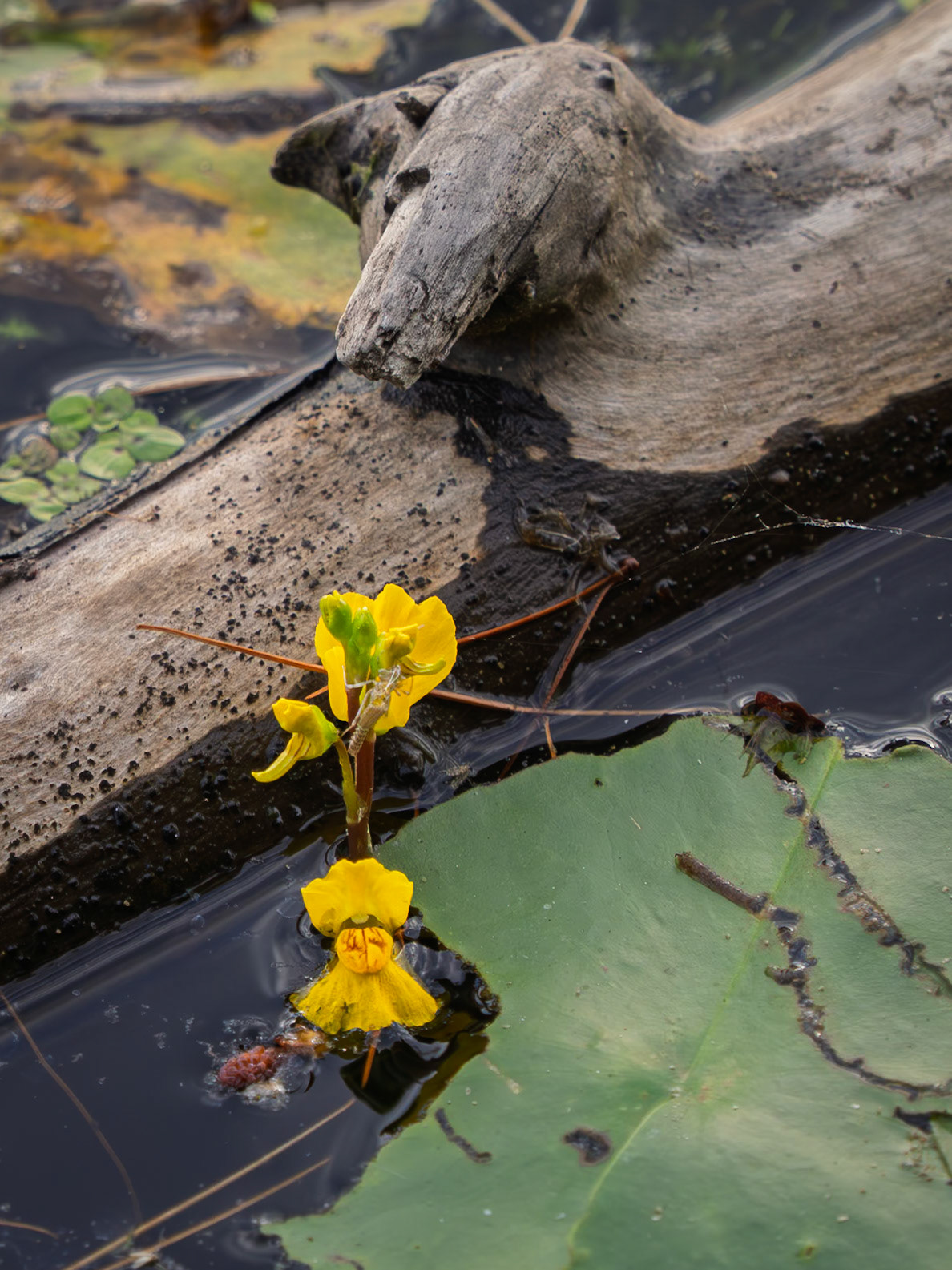 bladderwort