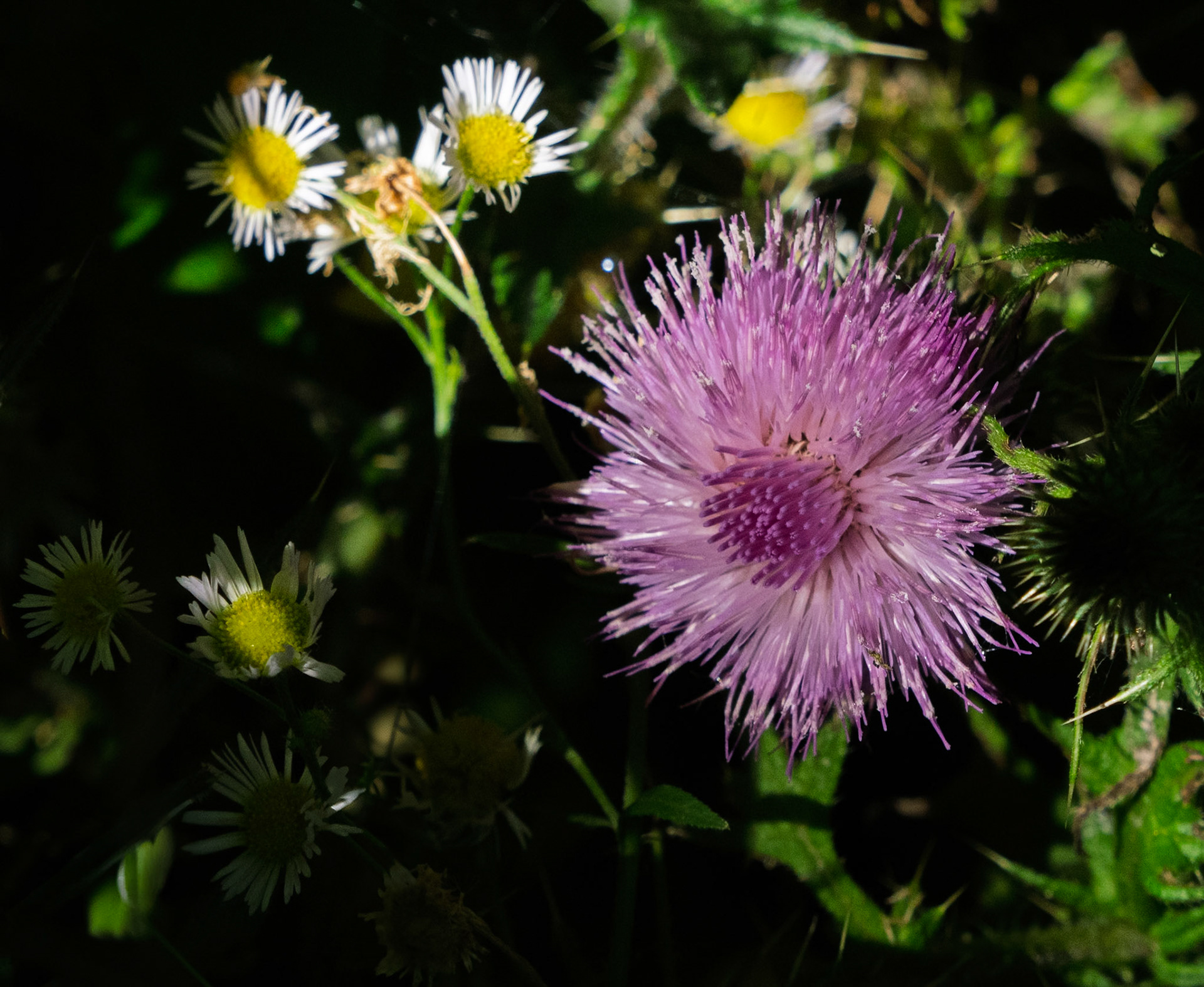 Spear Thistle