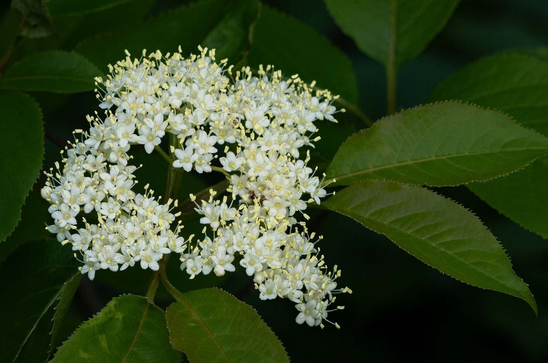 red oiser dogwood