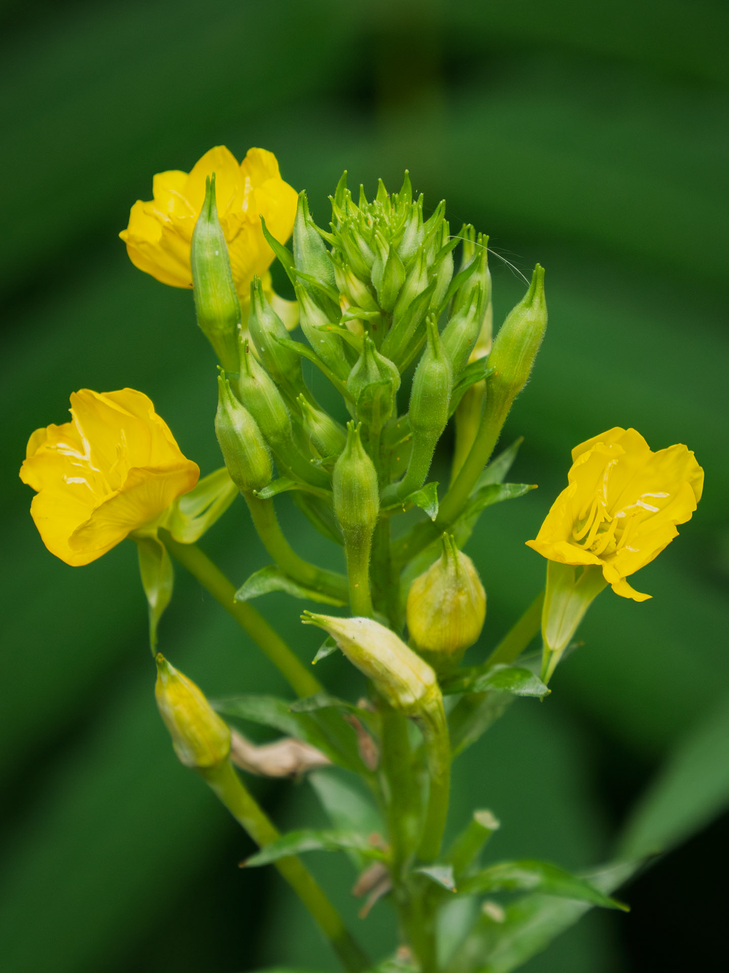 Evening Primrose