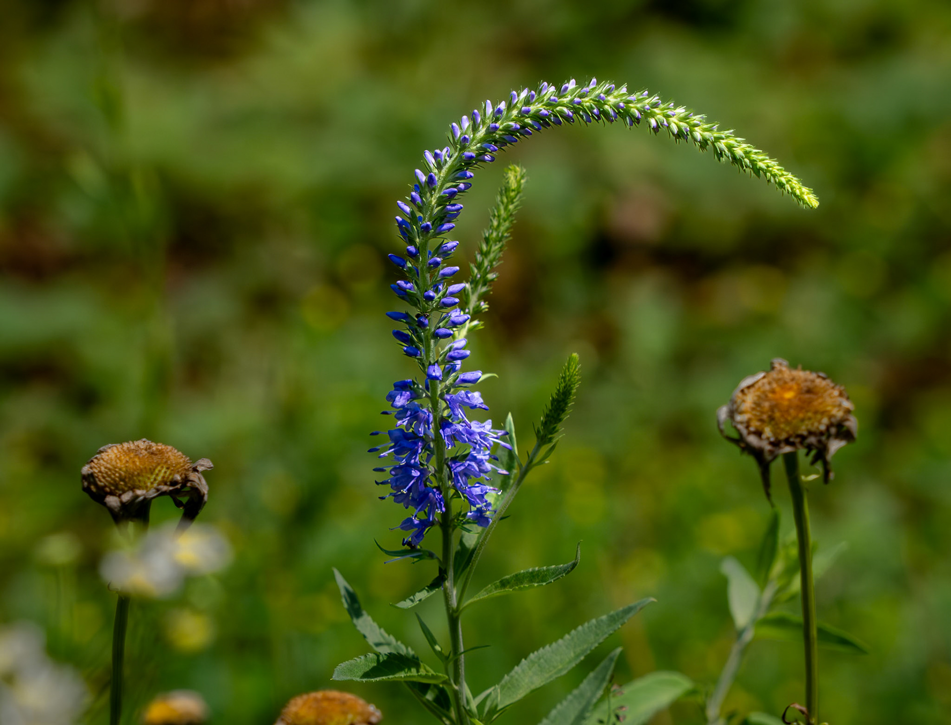 speedwell