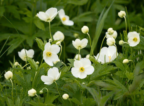 Anemone