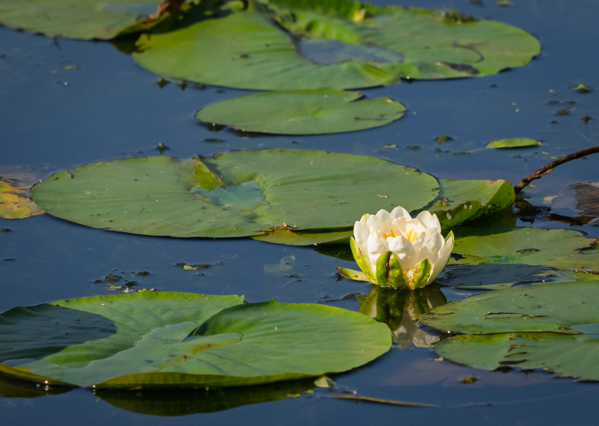 white waterlily