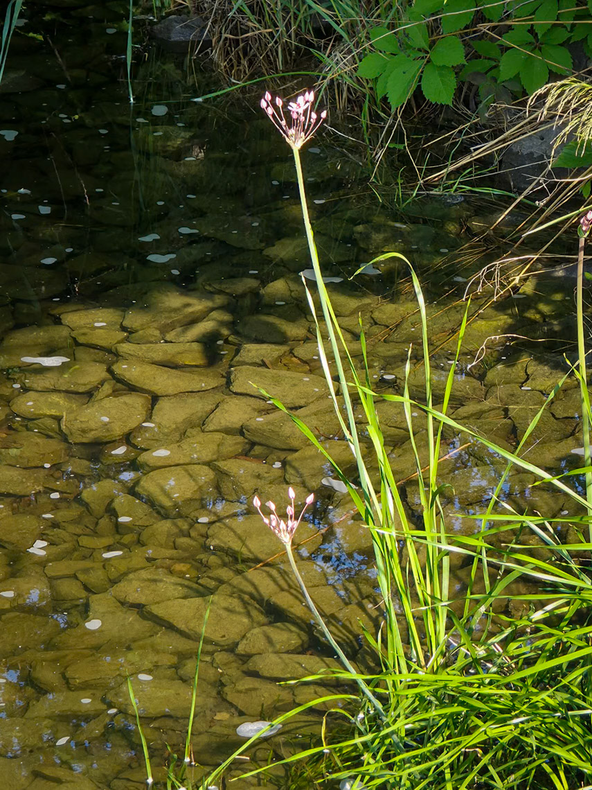 Flowering rush