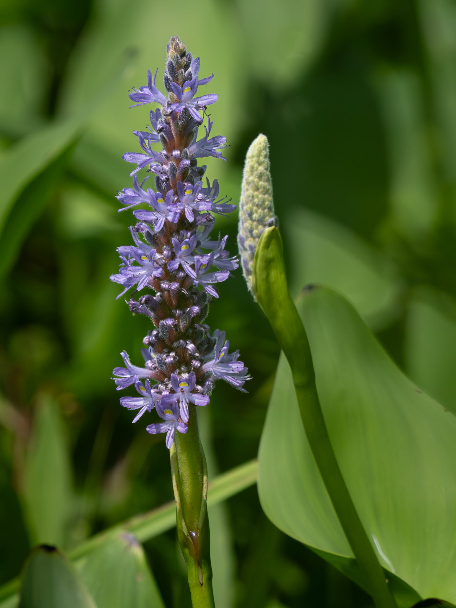 pickerel weed