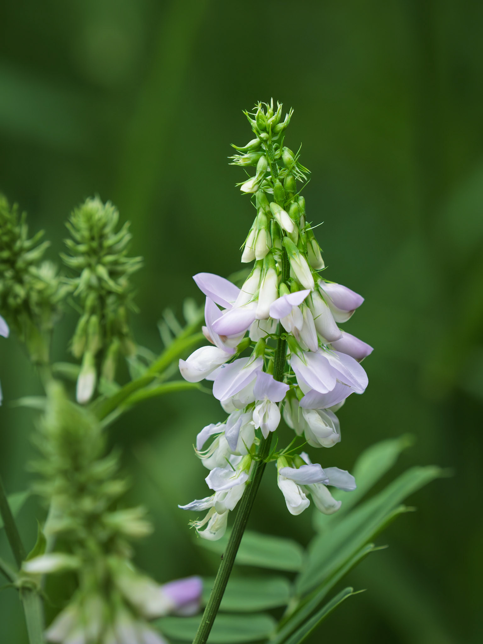 Goats rue