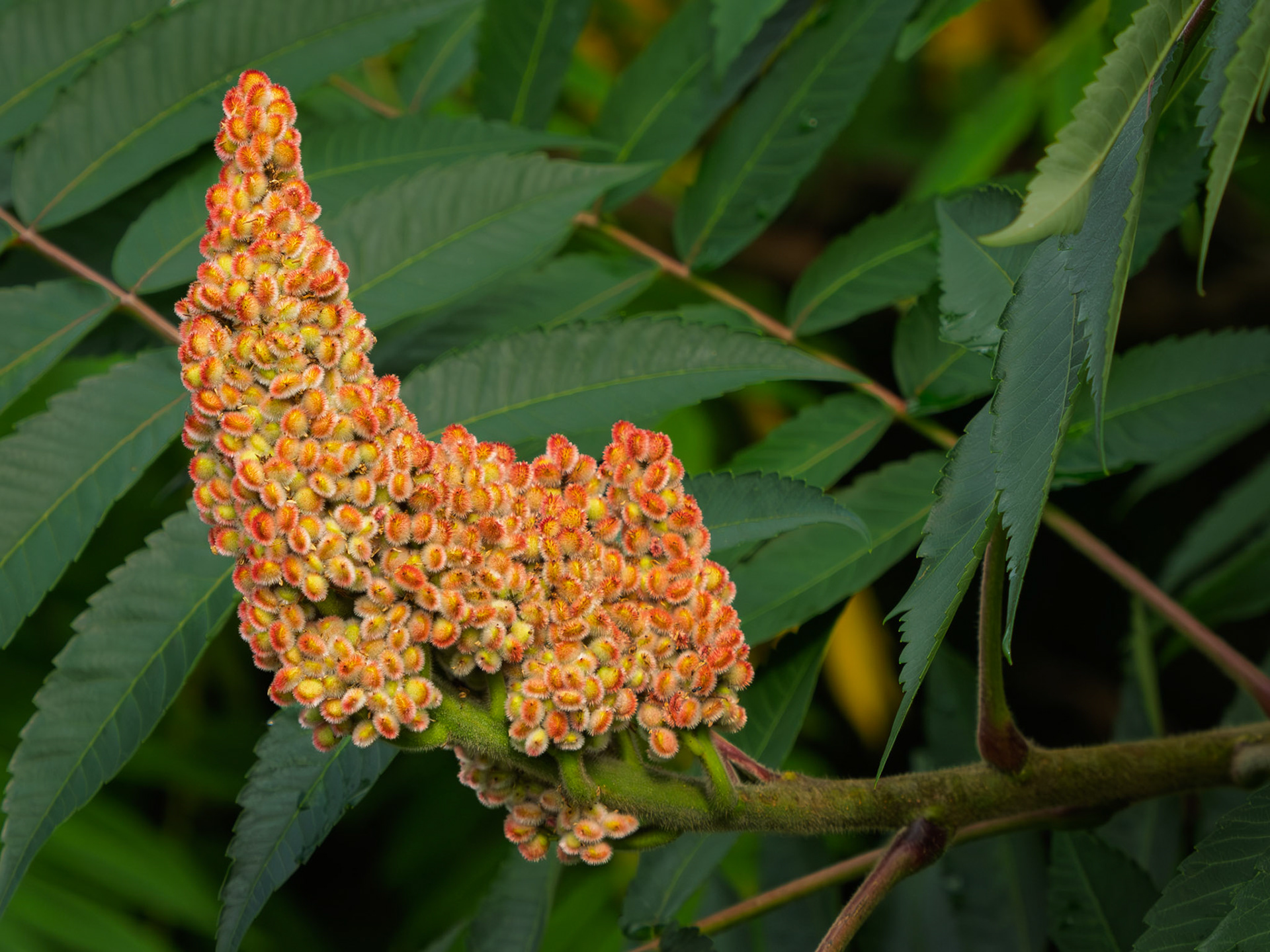 Smooth sumac
