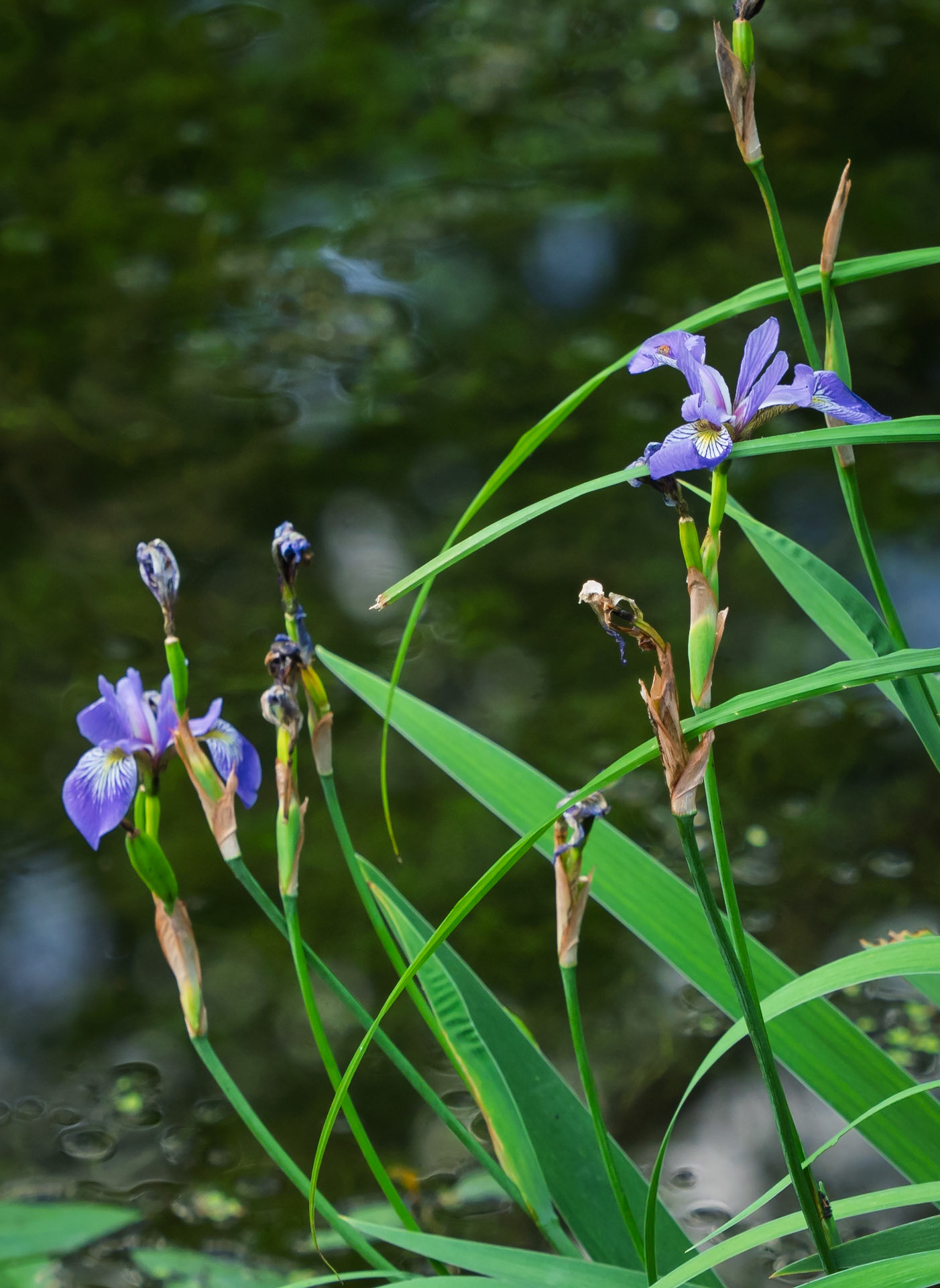 Blue flag iris