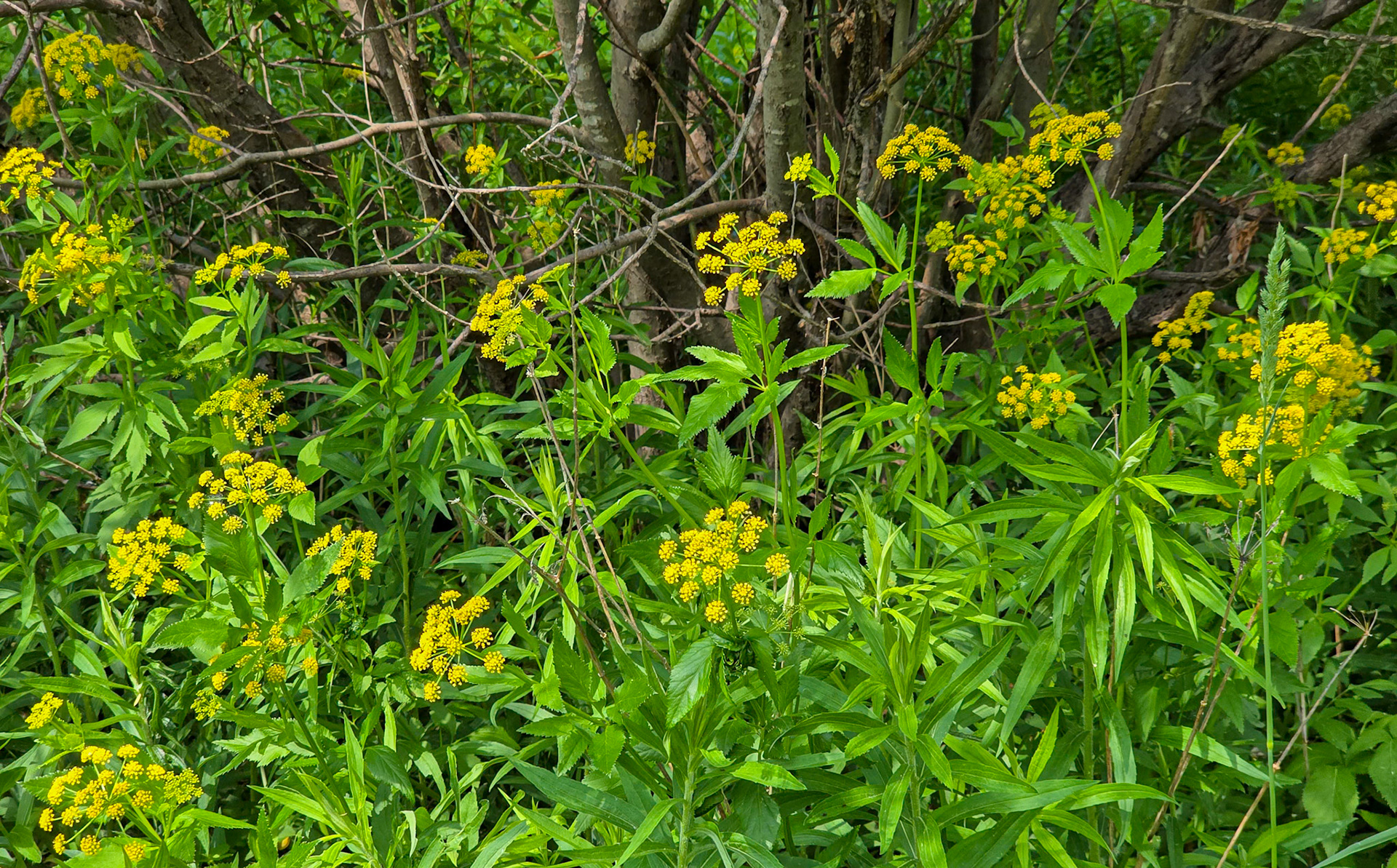 golden alexanders or heart-leaf alexanders
