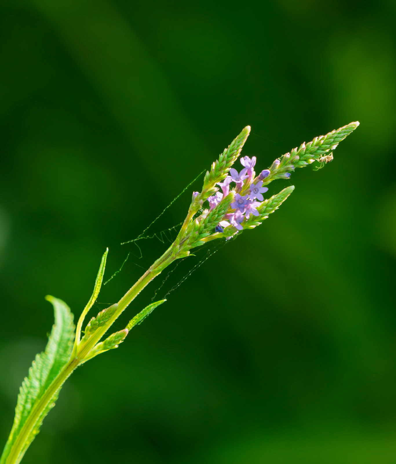 vervain
