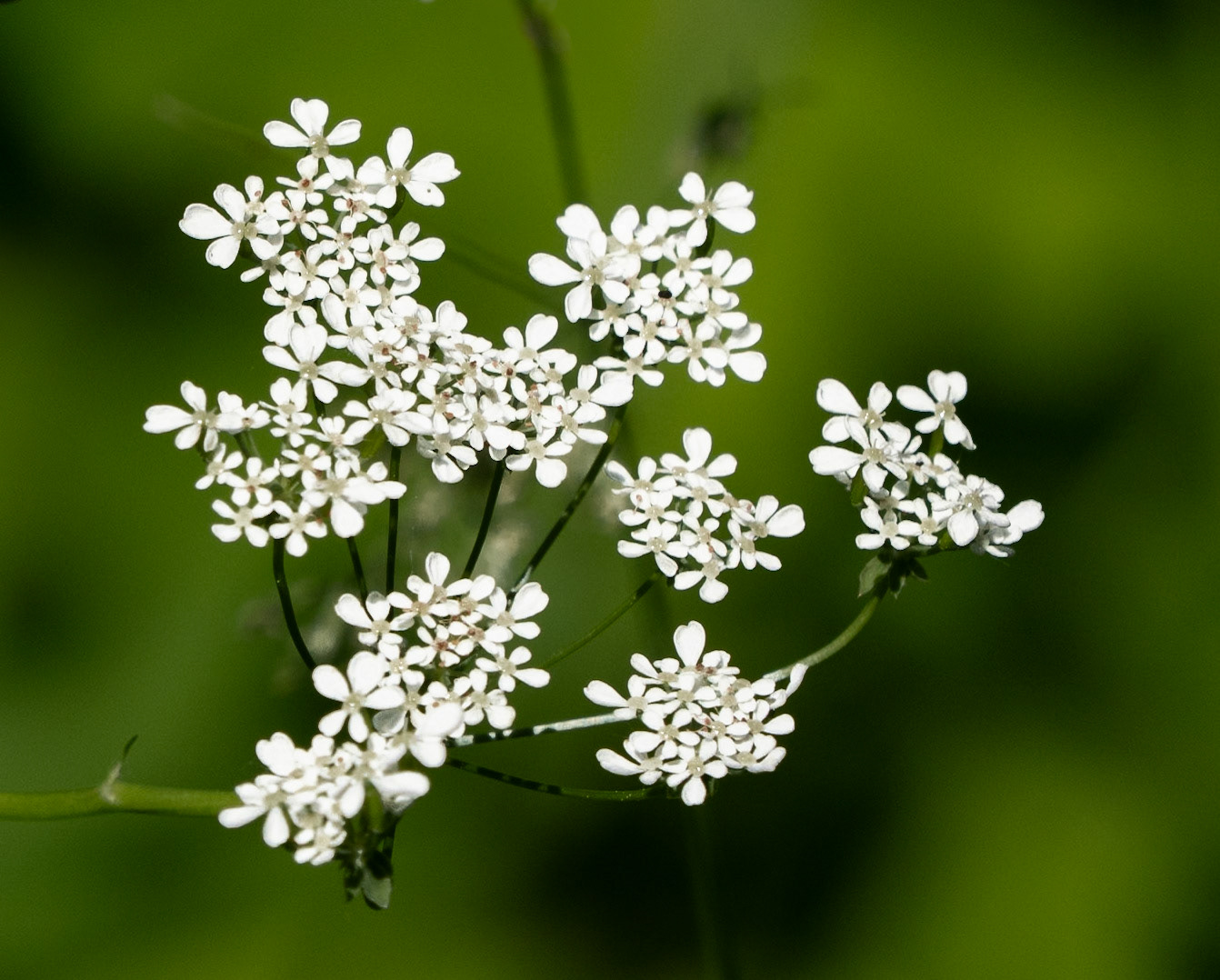 Cow parsley