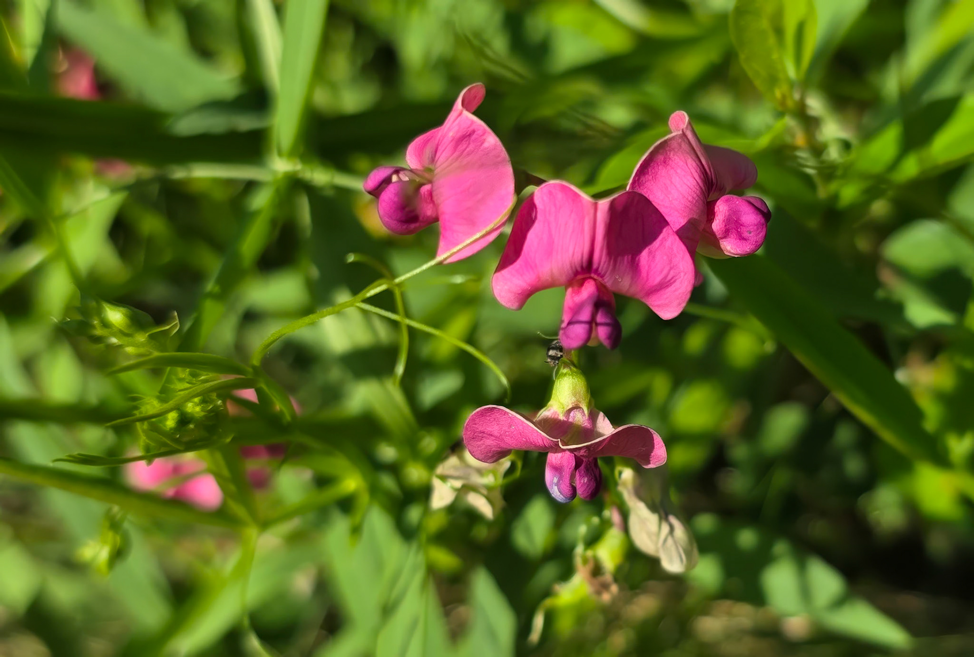 Everlasting pea