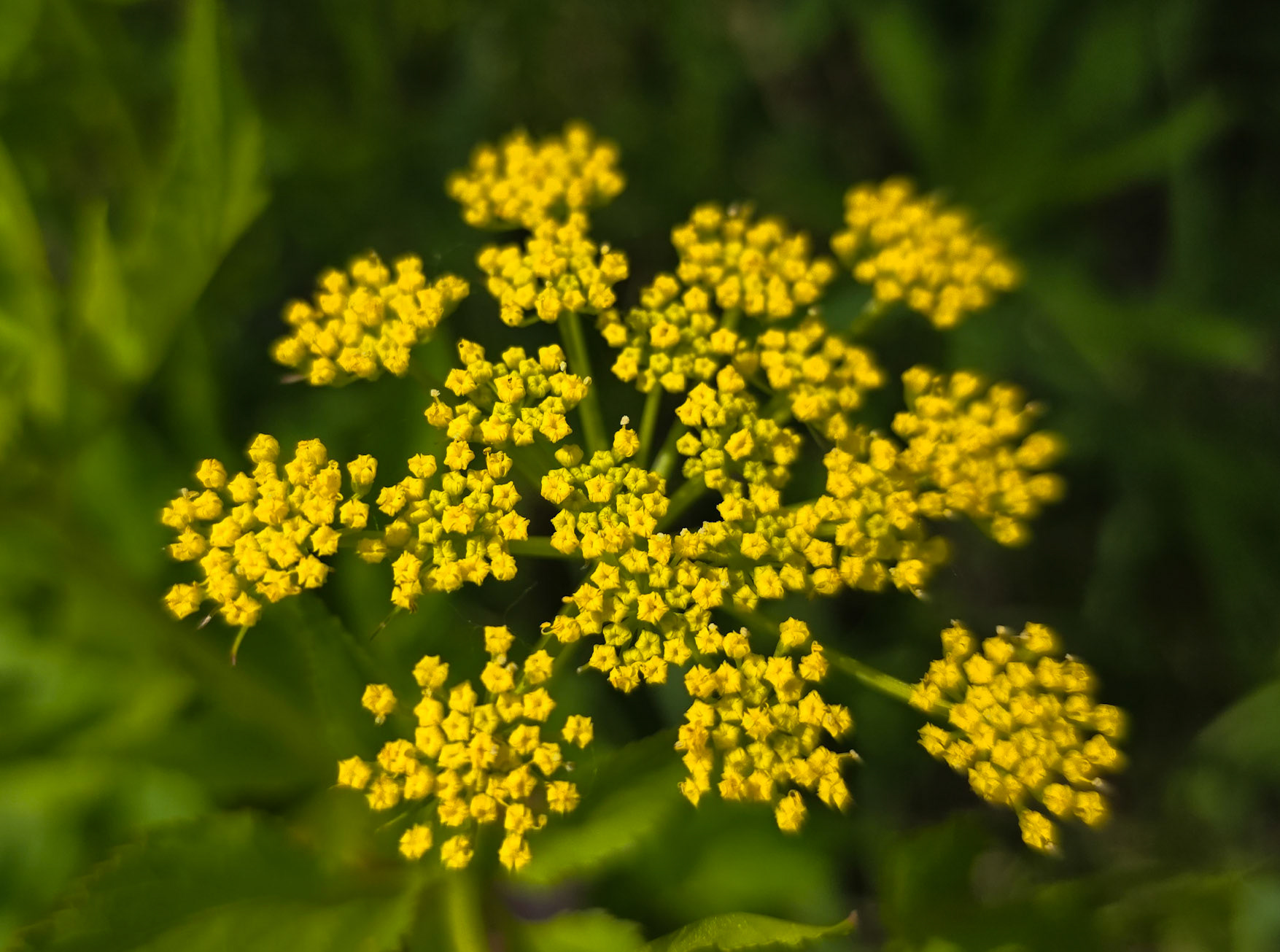 golden alexanders or heart-leaf alexanders