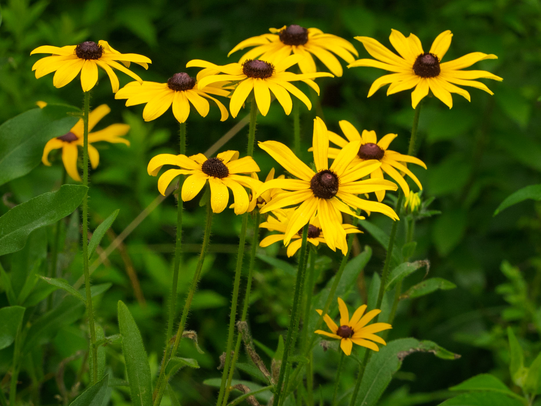 Black-eyed susans